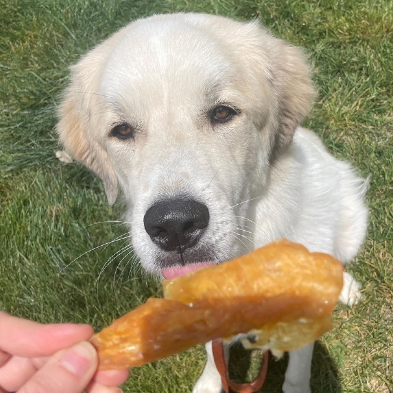 Best Bully Sticks Chicken Fillets, All-Natural Jerky Dog Treats - 16 oz (Pack of 1) Bag of Premium Chicken Strips for Dogs - High-Protein, Limited Ingredient Jerky Treats