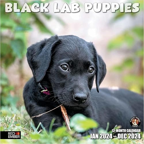 RED EMBER Black Lab Puppies - Calendario mensual de pared colgante 2024  12 x 24 pulgadas abierto  Papel grueso y resistente  Regalo  Lindo perro