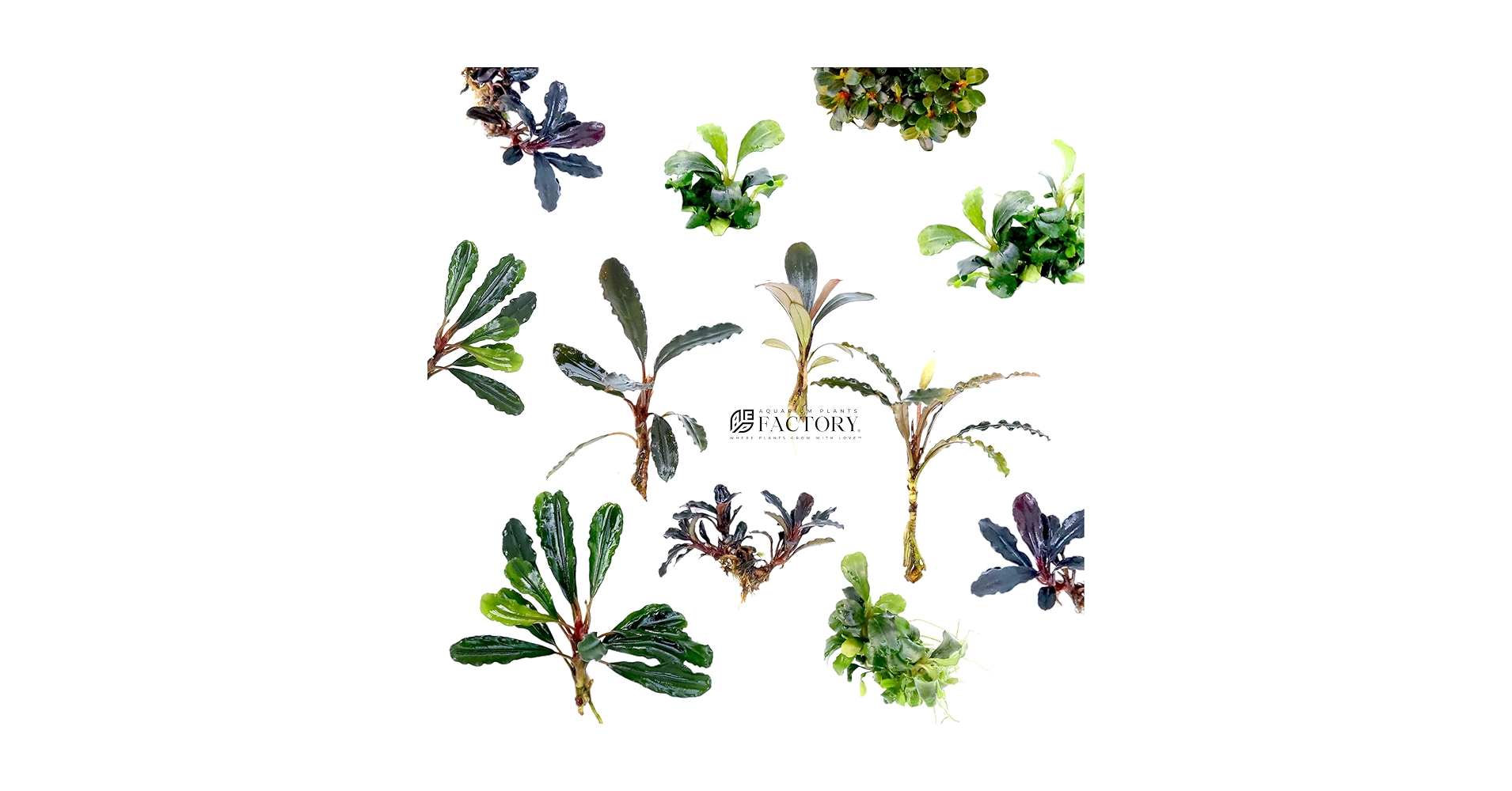 Amazon.com: Bucephalandra Plants Packages [Grower's Choice