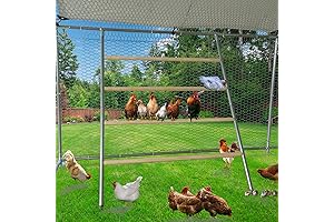 Carmyra Chicken Perch Set: The Ultimate Roost for Happy and Healthy Chickens