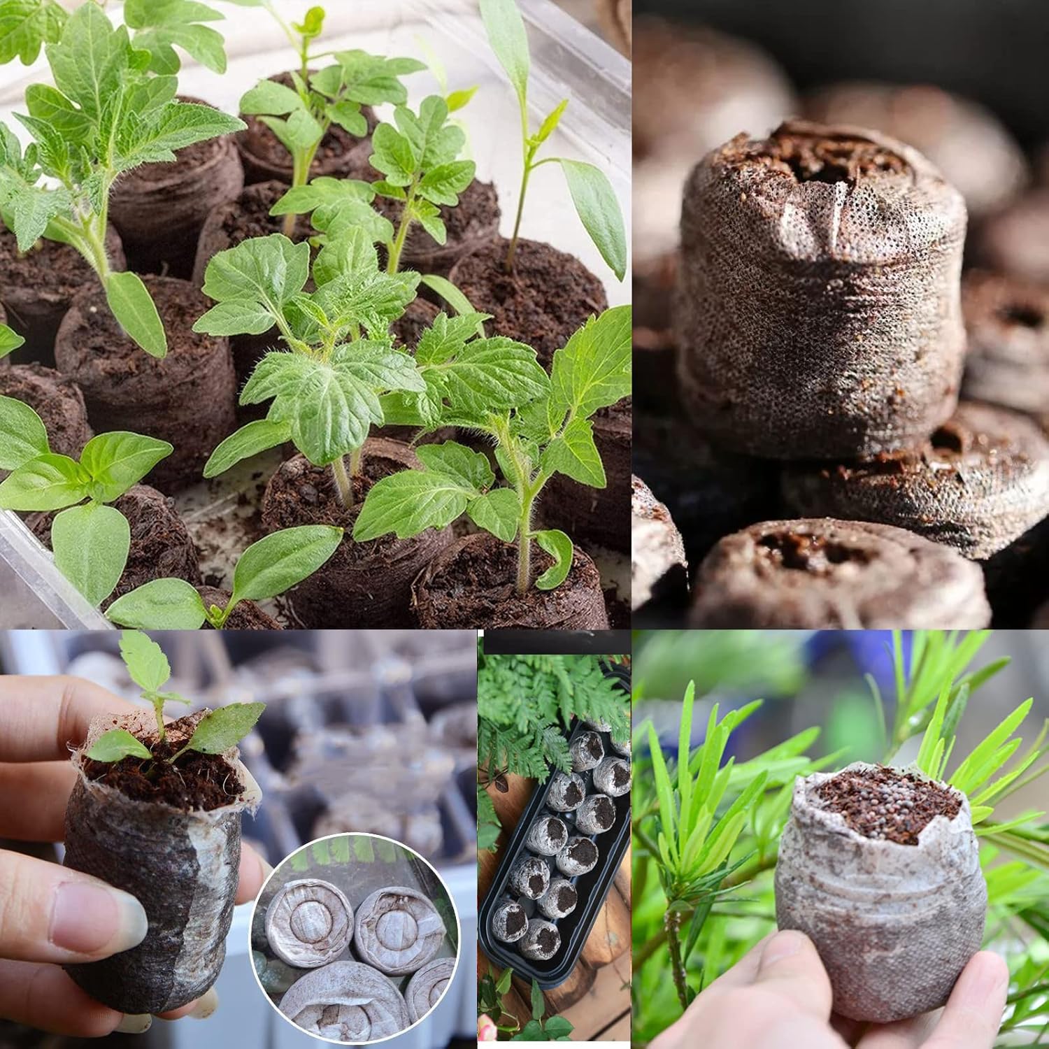 255 Pcs 30mm Peat Pellets Seed Starter Soil,Compressed Seed Starting Soil for Seed Starting of Plants, Fruits, Vegetables, Flowers, Easy Planting and Transplanting for Efficiency (255)