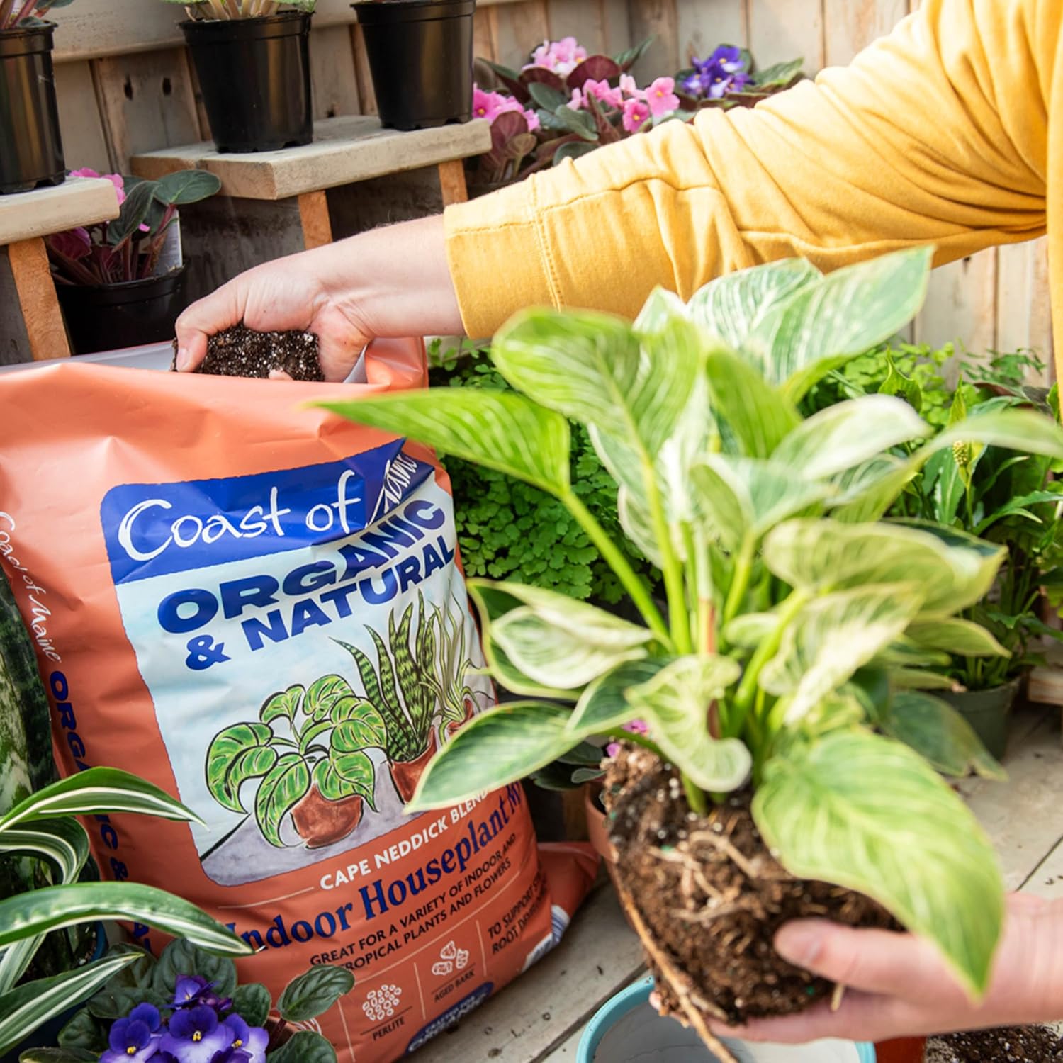 Coast of Maine (16qt) Cape Neddick Blend Organic and Natural, Indoor Houseplant Mix, Great for Indoor and Tropical Plants and Flowers