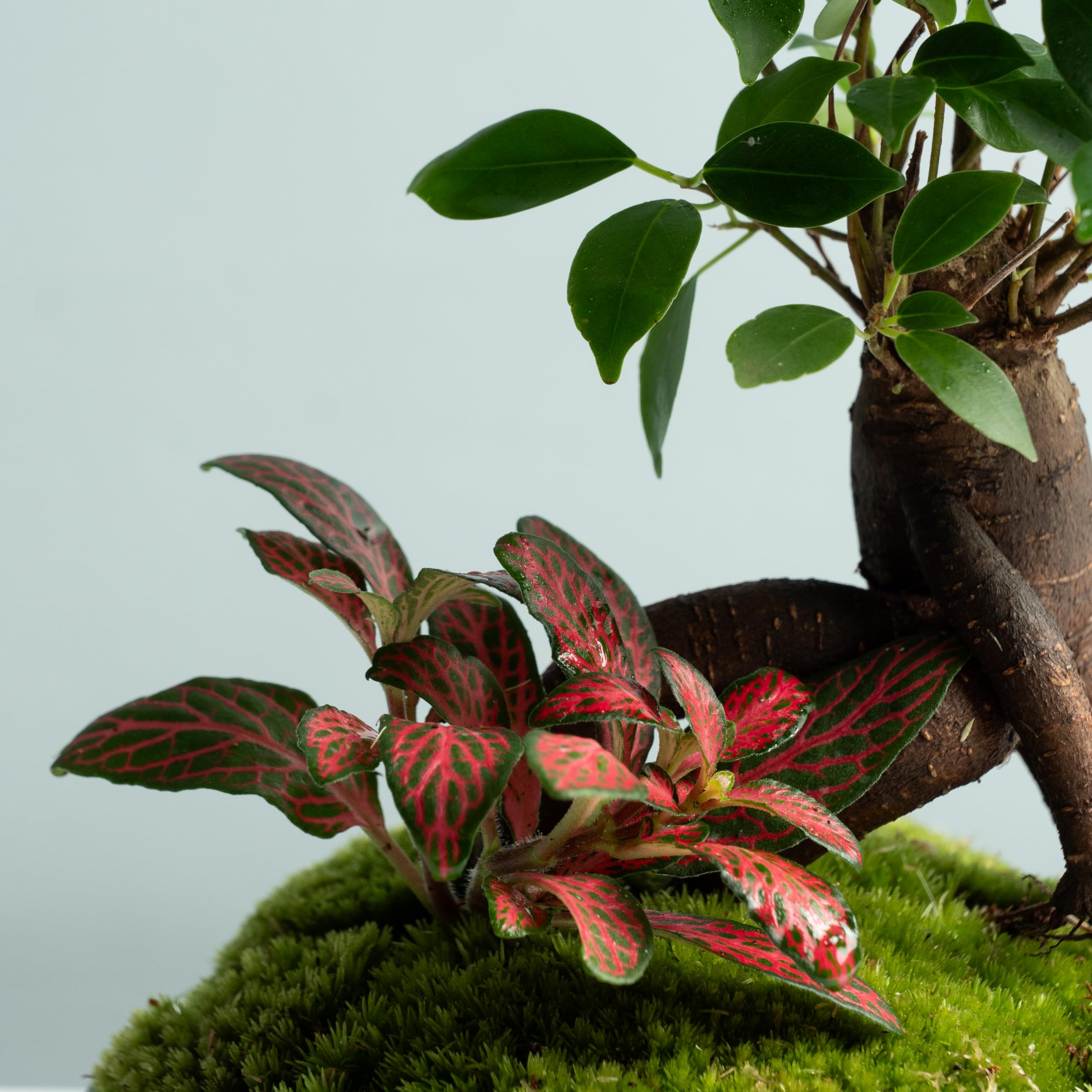 Omotesando Terrario Plantas de Cristal | Recipiente con Ficus Ginseng y Fitonia | Jardín Eterno Plantas Naturales | Ecosistema Natural | Jardín en un Bol | Regar una Vez al año | Cúpula Jungle