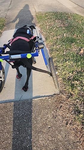 ウォーキンホイールズ　犬 車椅子 Amazon | ウォーキン・ホイールズ 犬用車椅子 Lサイズ ブルー