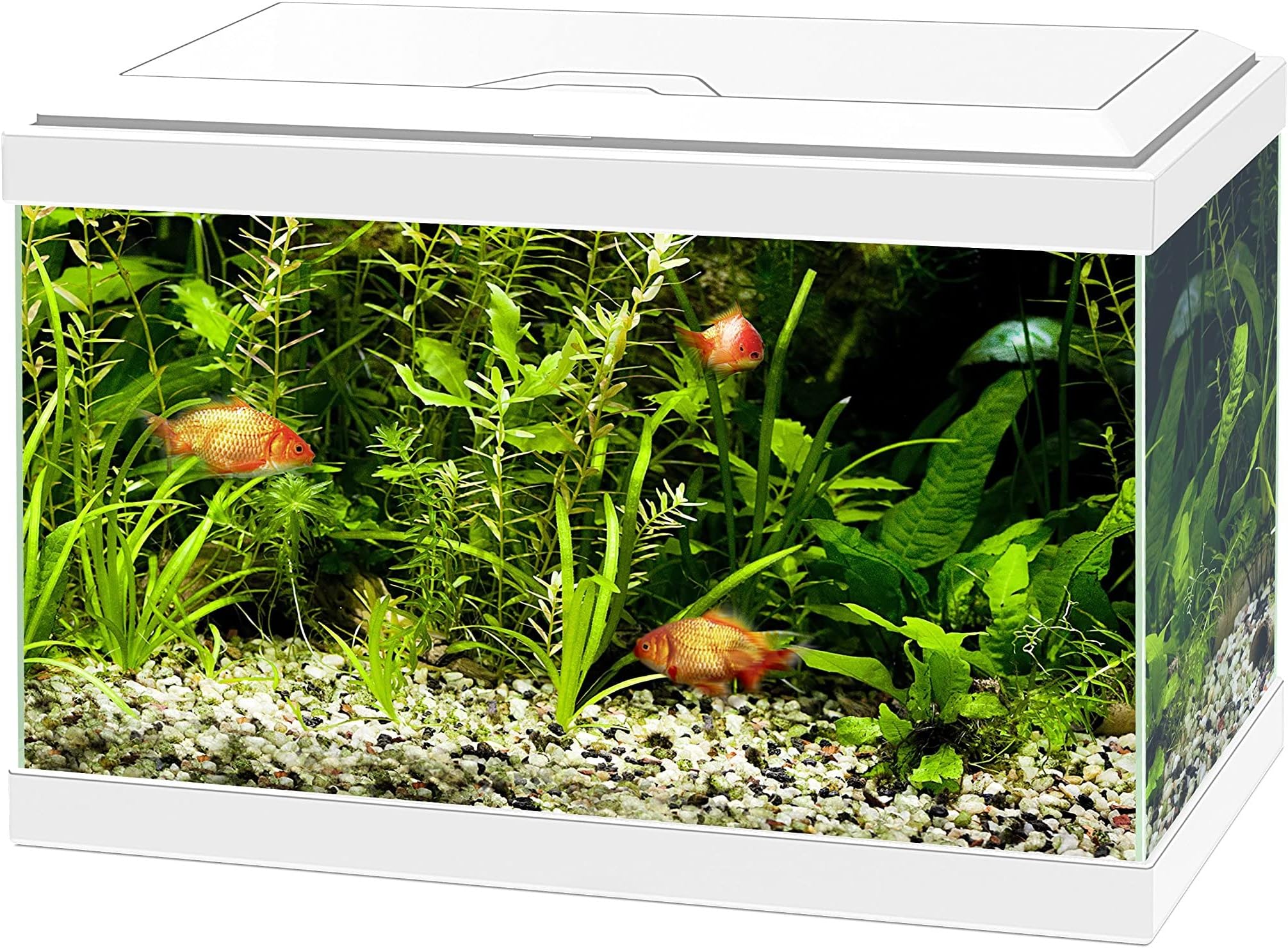 Fish 'R' Fun Rectangular Tank, 20 Litre Capacity, White : Amazon.co.uk ...