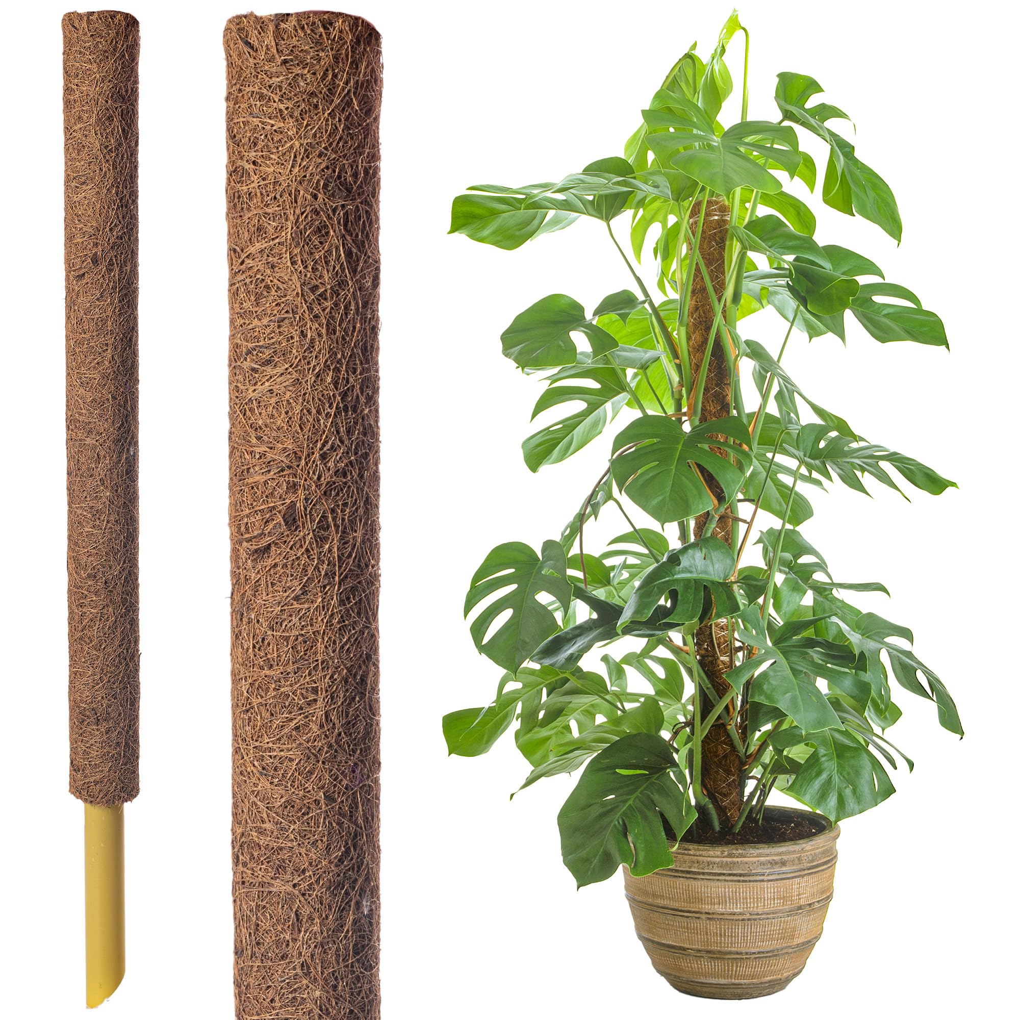 60cm Extendable Coir Moss Pole – Natural Coco Coir Plant Support Stick for Monstera, Pothos & Indoor Vining Plants – Ideal Climbing Plant Support (3 x 60cm Mosspoles)