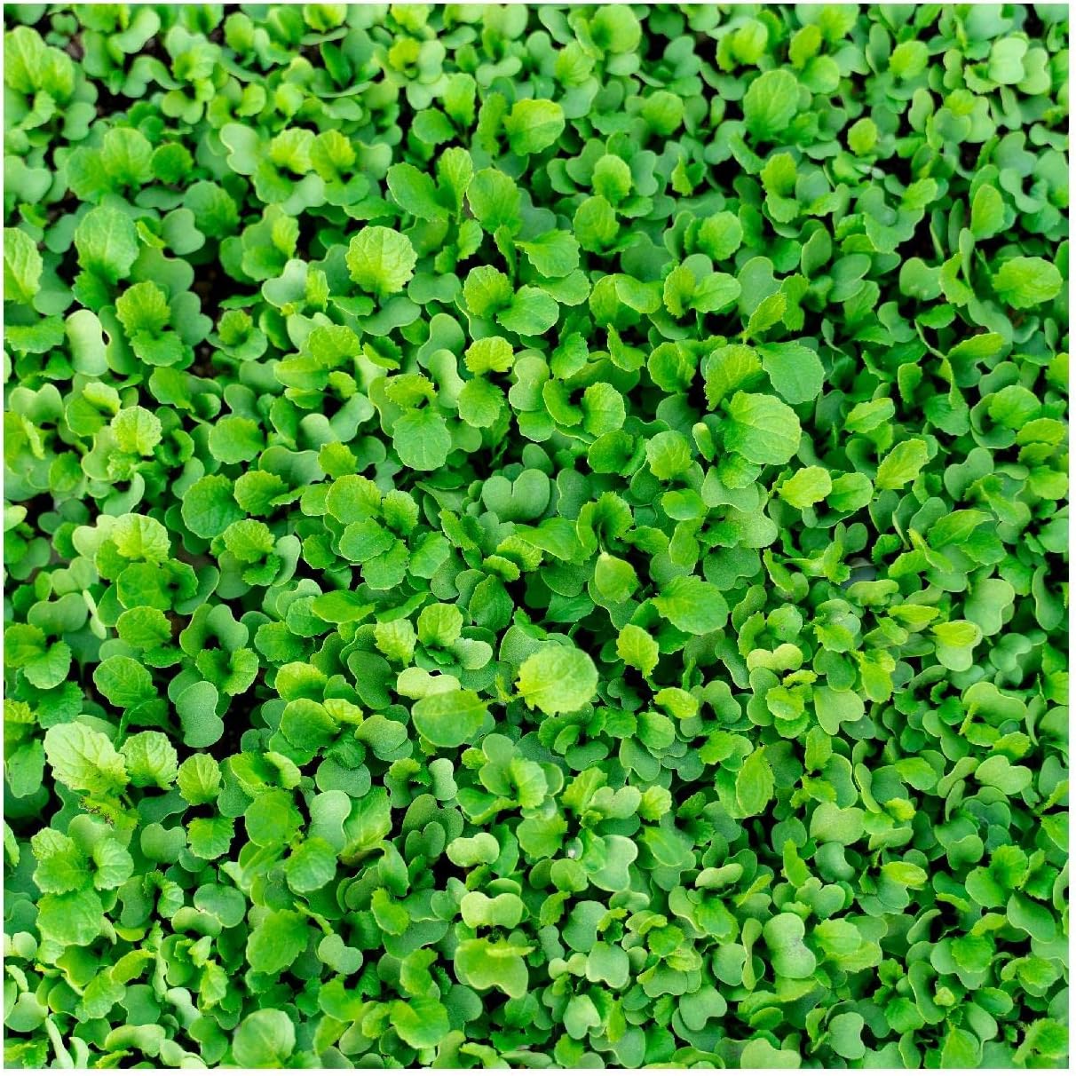 Everwilde Farms - 1/4 Lb Organic Southern Giant Curled Mustard Seeds - Gold Vault