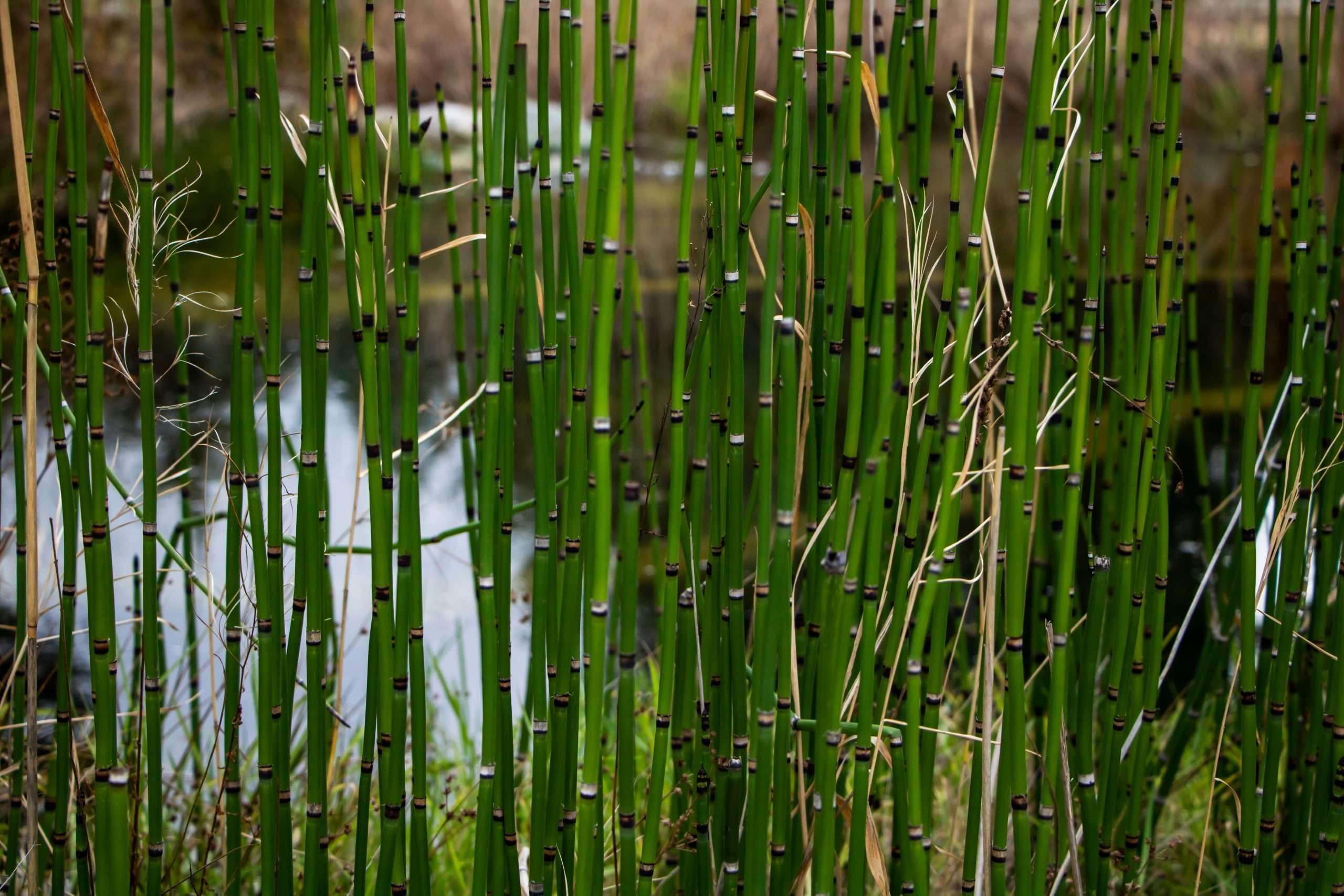 Lincolnshire Pond Plants Ltd - Equisetum hyemale (Dutch Rush) - Marginal Pond Plants - MP035-1/2 x Pot & 2 x Compost