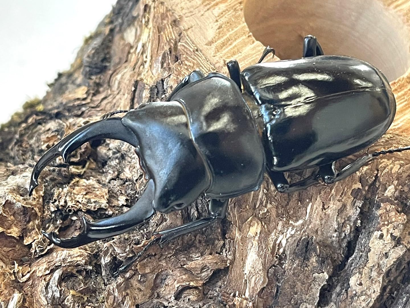 ネパールコクワガタ 標本 コクワガタ(小鍬形) , 昆虫標本 , 蝶の標本 販売・通販のNatureShop