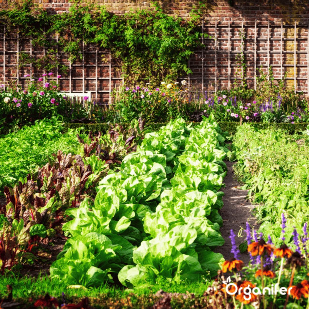 Organiczny Pakiet Nasion Warzyw | Nasiona Pomidora - Nasiona Ogórka - Nasiona Papryki - Nasiona Papryki - Nasiona Cukinii - Nasiona Organiczne - Organifer