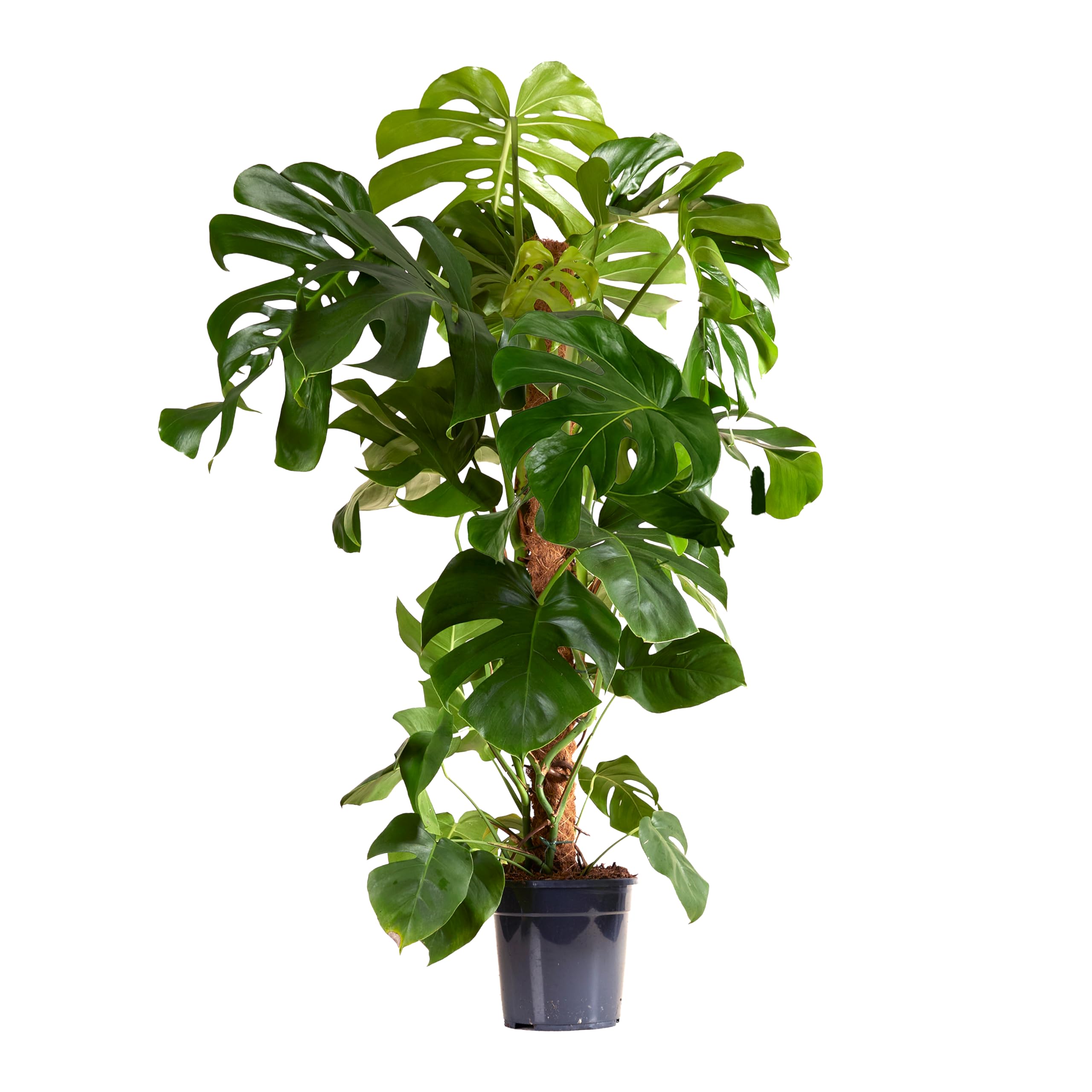 Bloomique - Monstera Deliciosa - Fensterblatt - Fensterblatt - XXL  Zimmerpflanzen - Luftreinigend - Pflegeleicht - Hhe 120-140 cm - Topf 24 cm  : Amazon.de: Garten