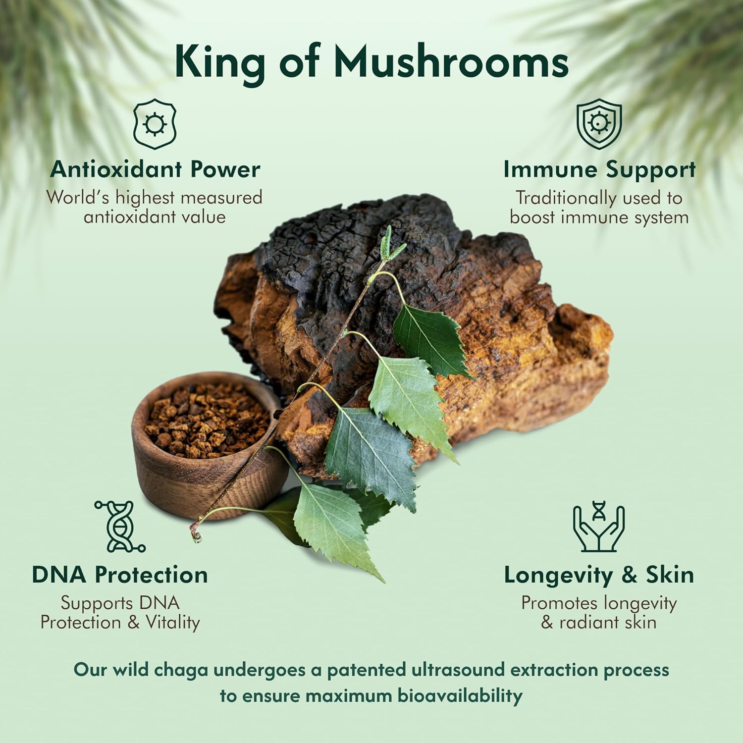 Chaga Organic Mushroom Extract - Next-Gen Ultrasound Extraction, Wild Harvested in Arctic Finland, 100% Fruiting Body, Ultra Potent Tincture for Immune, DNA & Gut Health Support, USDA Certified, 50ml