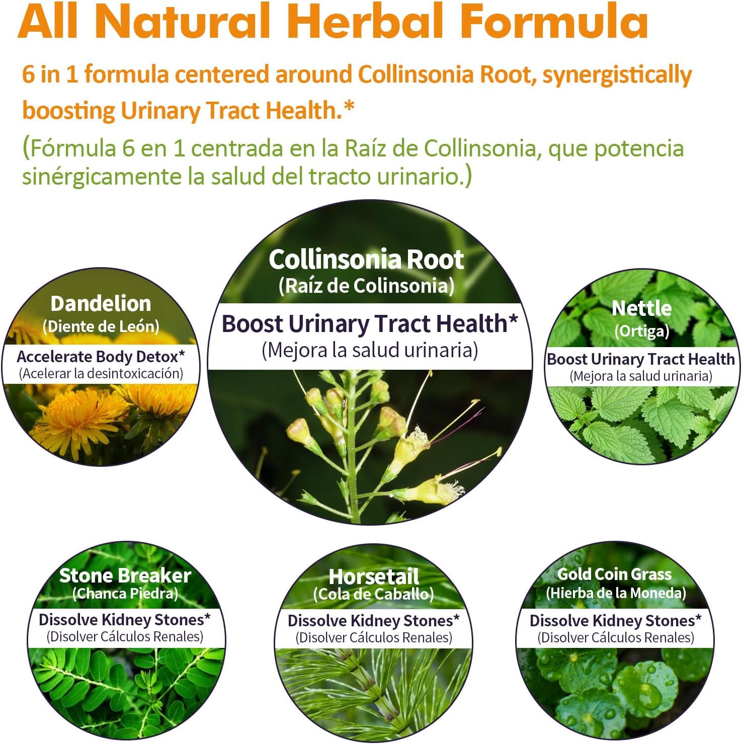 Collinsonia (Stone Root) Drops for Urinary Tract Health, Natural Herbal Formula Supplement w/Stone Breaker Chanca Piedra Extract Support Kidney Stones Dissolver & Detox Cleanse. 2oz - Image 4