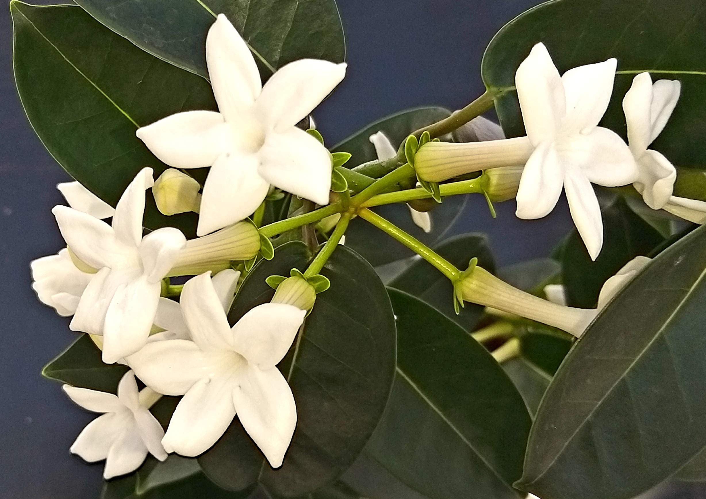 POWERS TO FLOWERS - STEPHANOTIS, GELSOMINO DEL MADAGASCAR IN VASO CERAMICA BIANCO A CERCHI CONCENTRICI, pianta vera