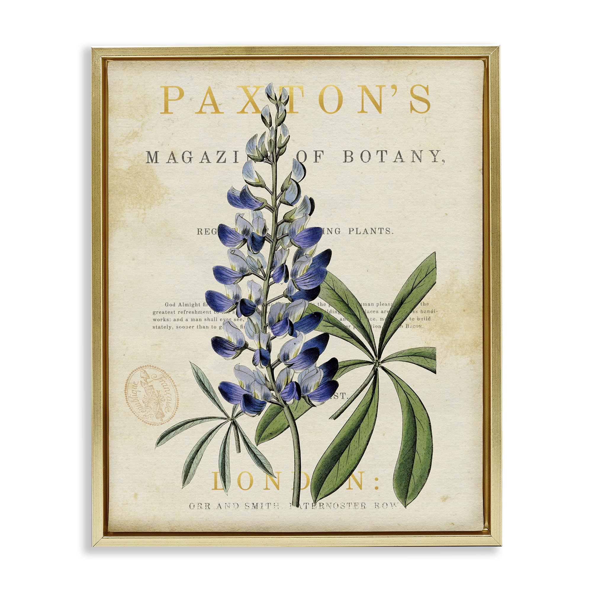 Stupell Industries 'Natural Botany Lupine', Floating Frame Canvas Art, Gold, 17 x 21 Inches, Easy to Hang and Sturdy, Made in USA, by Susan Arnot