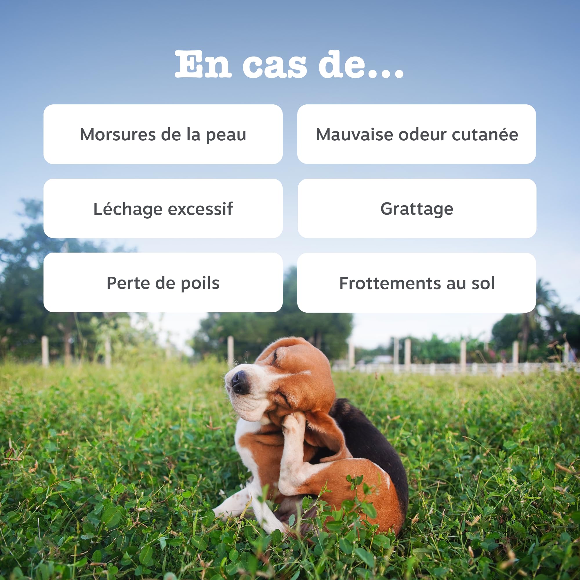 Zesty Paws Bouchées Anti-Démangeaisons pour Chien | Apaise Peau, Pattes & Oreilles Irritées | Soutient Immunité, Digestion et Peau | Avec Huile de Saumon & Probiotiques | Usage Quotidien | 90 Bouchées