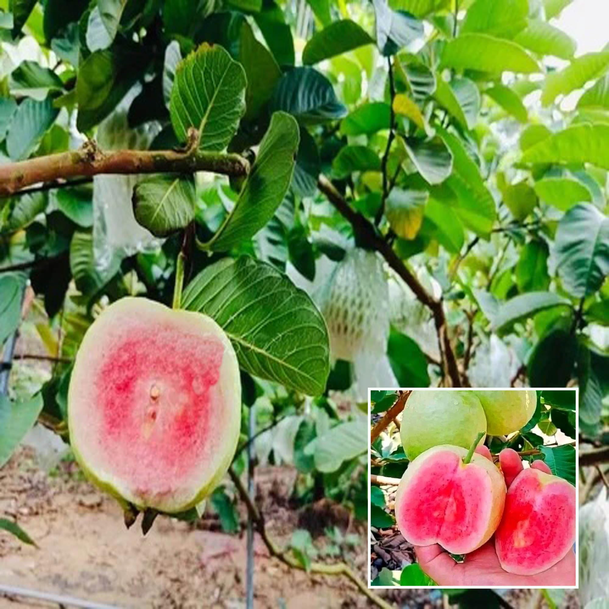 TAPOBON Red Diamond Guava Amrood Grafted Fruit Live Plant (1.5-3 Feet Height) (B0CLZN8YVS) Amazon Price History, Amazon Price Tracker