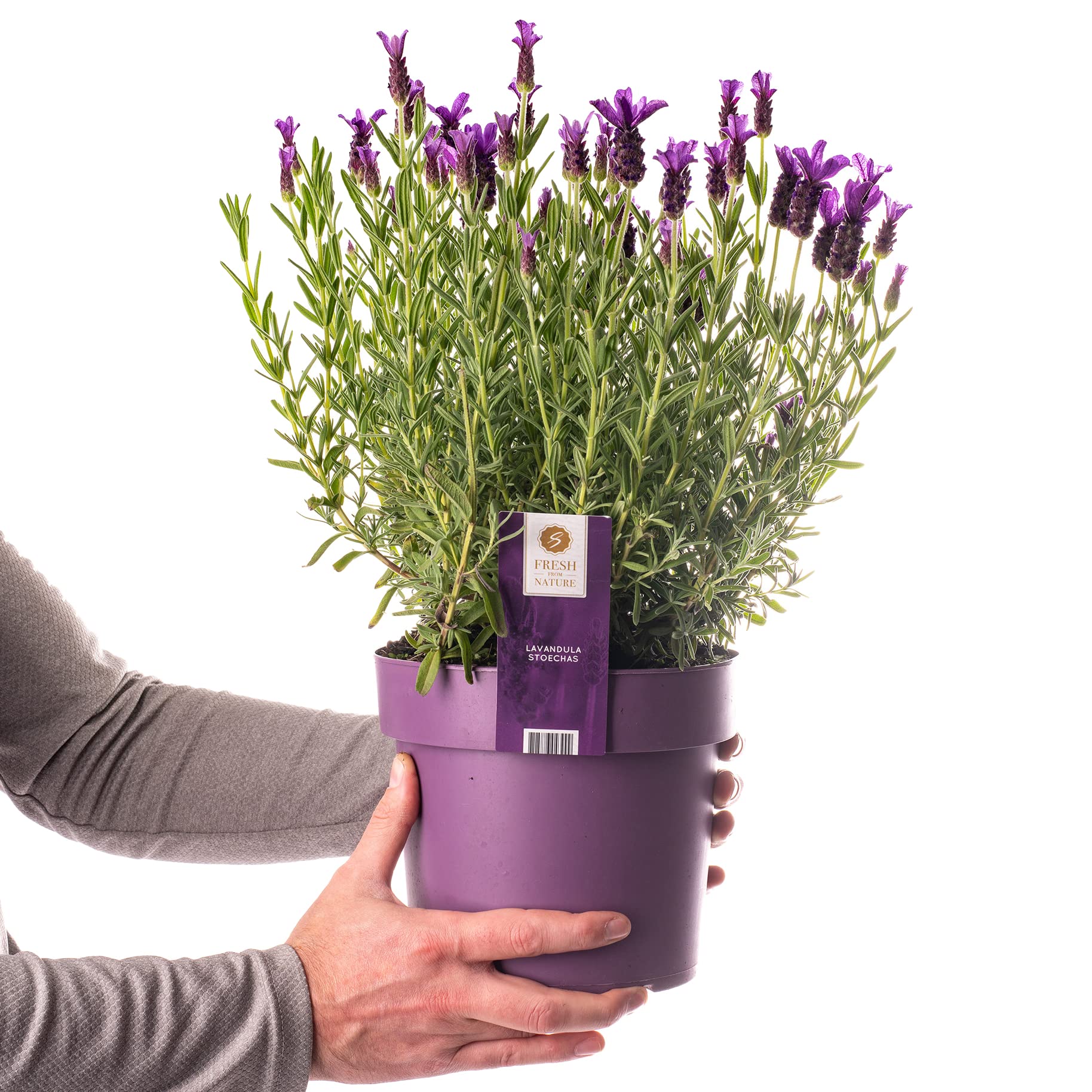Lavender Plant Garden Ready Shrubs | Evergreen French Lavender Plants | Flowering Lavandula Stoechas Plant (3L Pot)