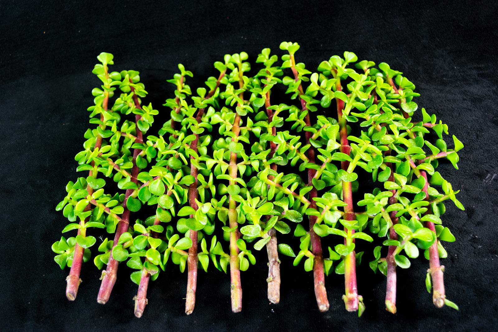 Calibonsai Elephant Bush Cuttings