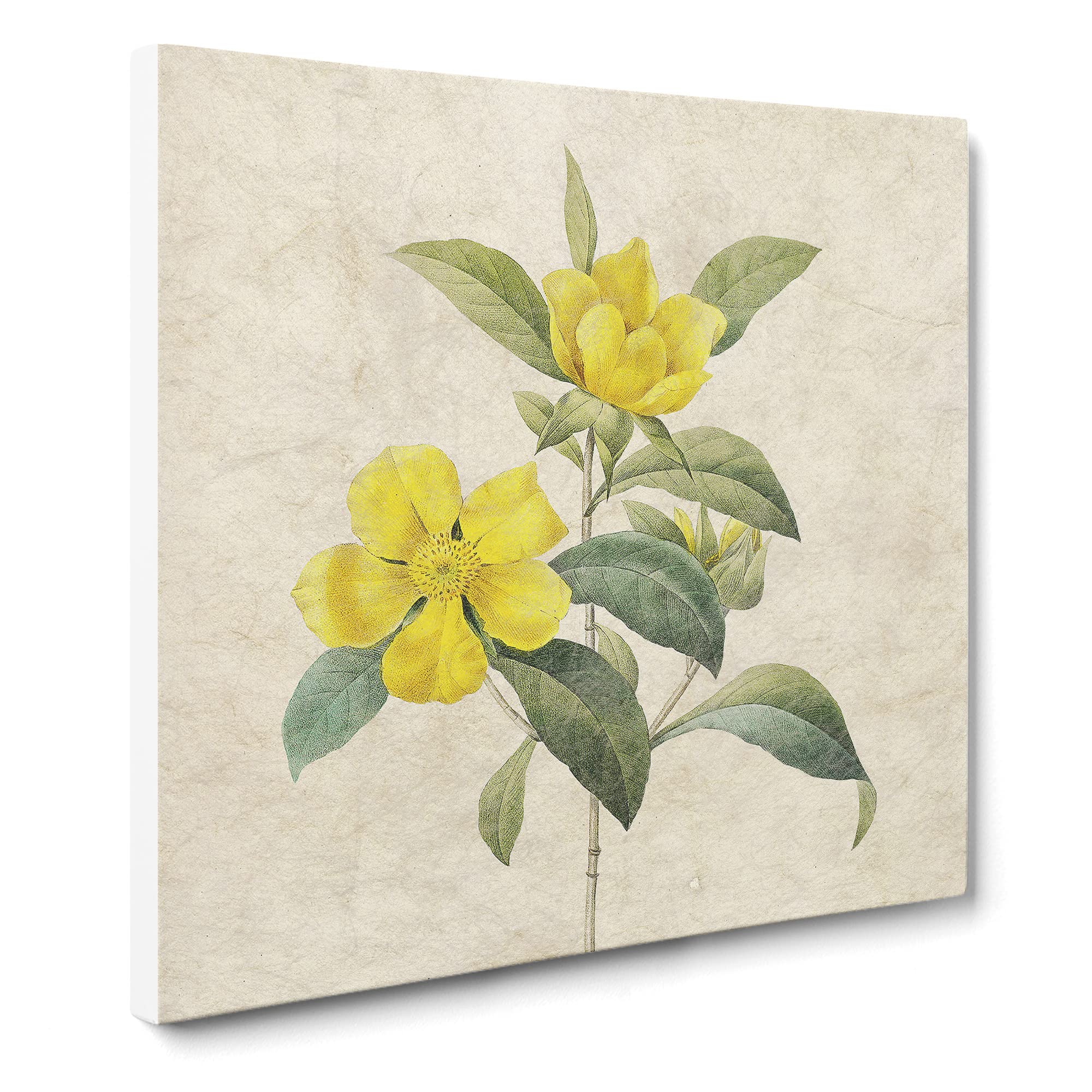 Touch Me Not Flowers in Yellow by Pierre Joseph Redoute Canvas Print, Mixed, 35L x 35W cm