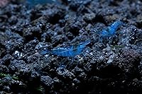 Vista 1 de Acuario vivo de agua dulce Camarones Neocaridina (terciopelo azul (paquete de 5))