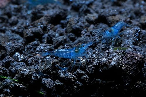 Blue Velvet Shrimp - Camarones vivos de agua dulce para acuario - 14 a 1 pulgada de largo (paquete de 5)