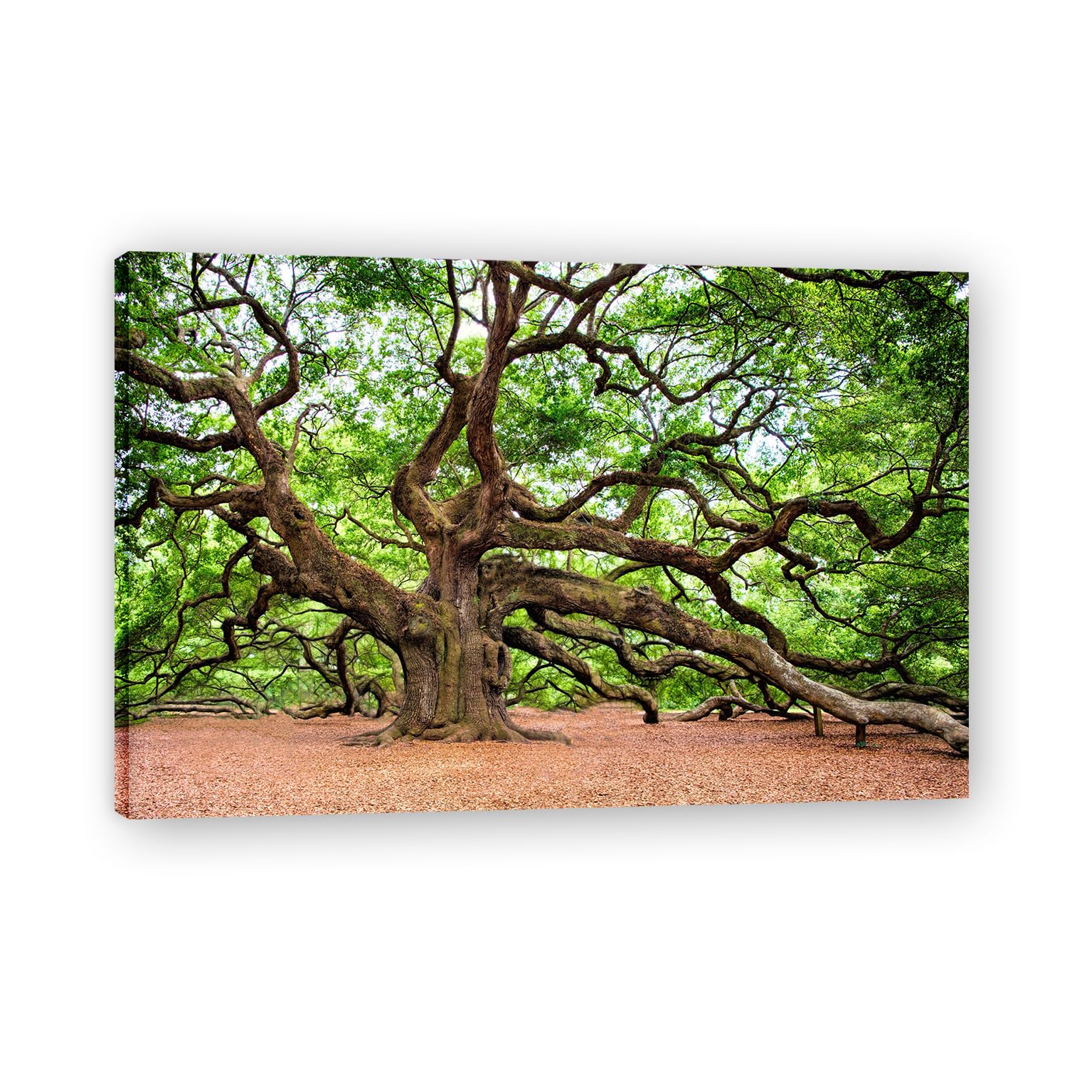 VHdfgTY Firm RootsNature Landscape Wall Art Canvas Mountain Scenery Print Home Decoration 60x90cm Framed