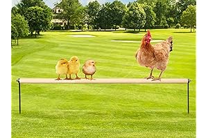 Chicken Ladder - Extra Long Premium Chicken Perch Toy with Metal Ground Plug