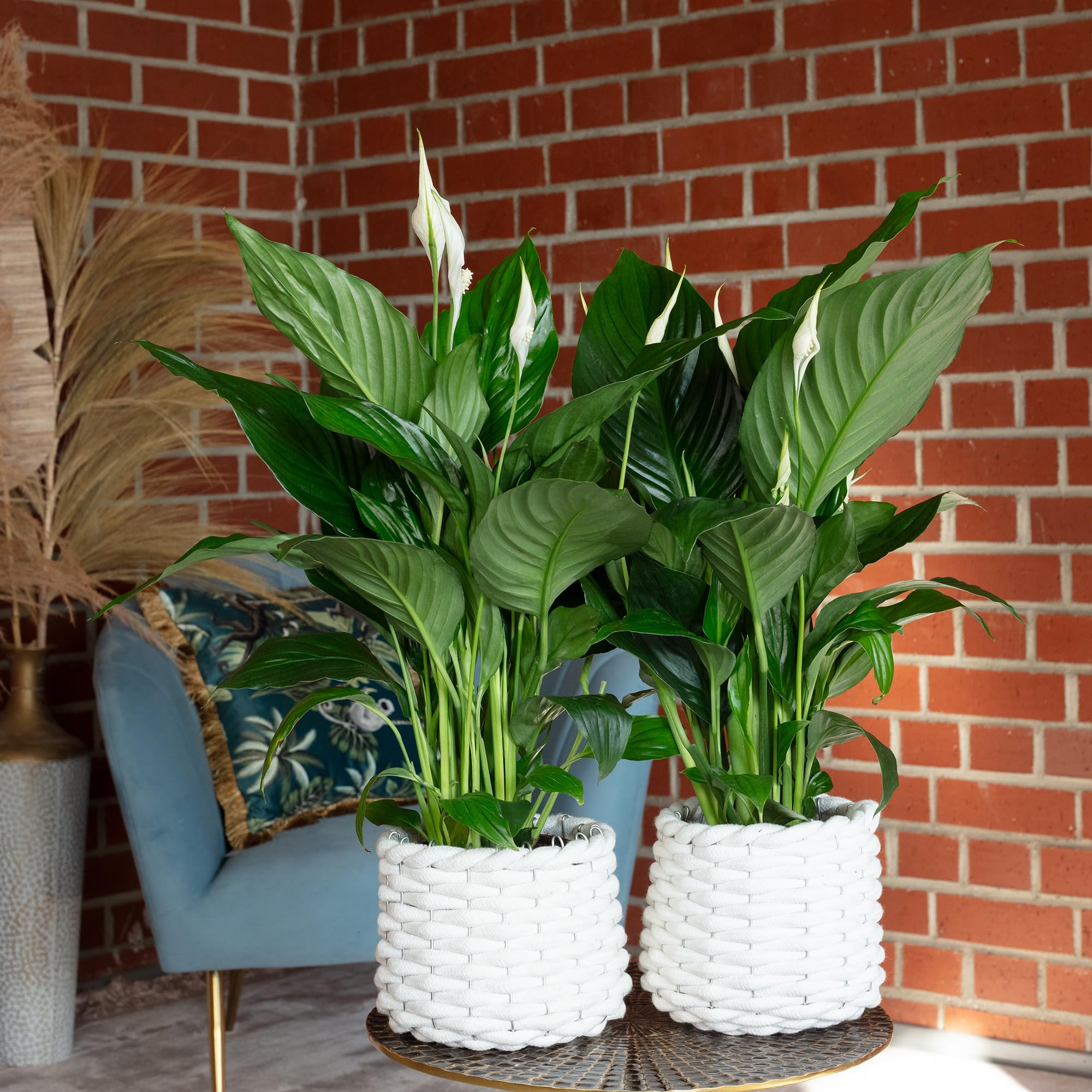 2er-Set Einblatt 3-5 Blüten/Knospen - echte Zimmerpflanze, Spathiphyllum - Höhe ca. 50 cm, Topf-Ø 13 cm