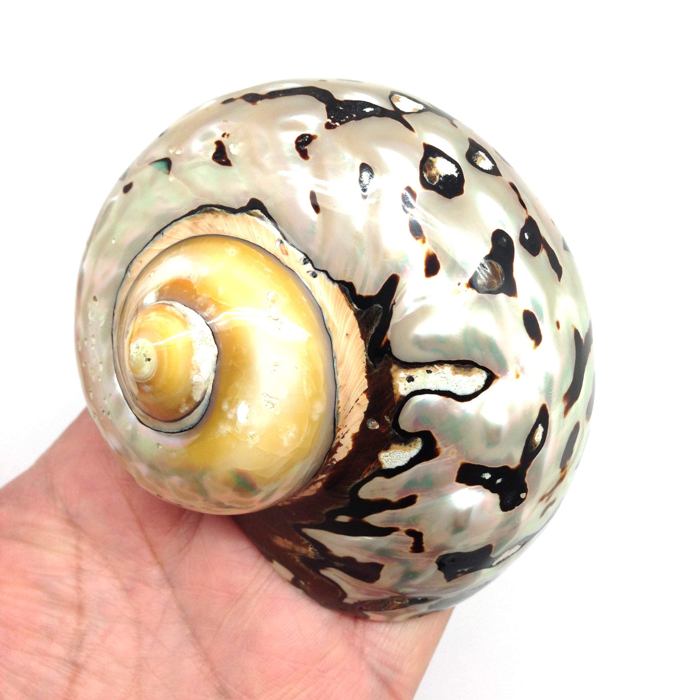 PEPPERLONELY 2 PC Hermit Crab Shells, Turbo Shells, African Sarmaticus Turbo Shell, 2-1/2 Inch ~ 3 Inch