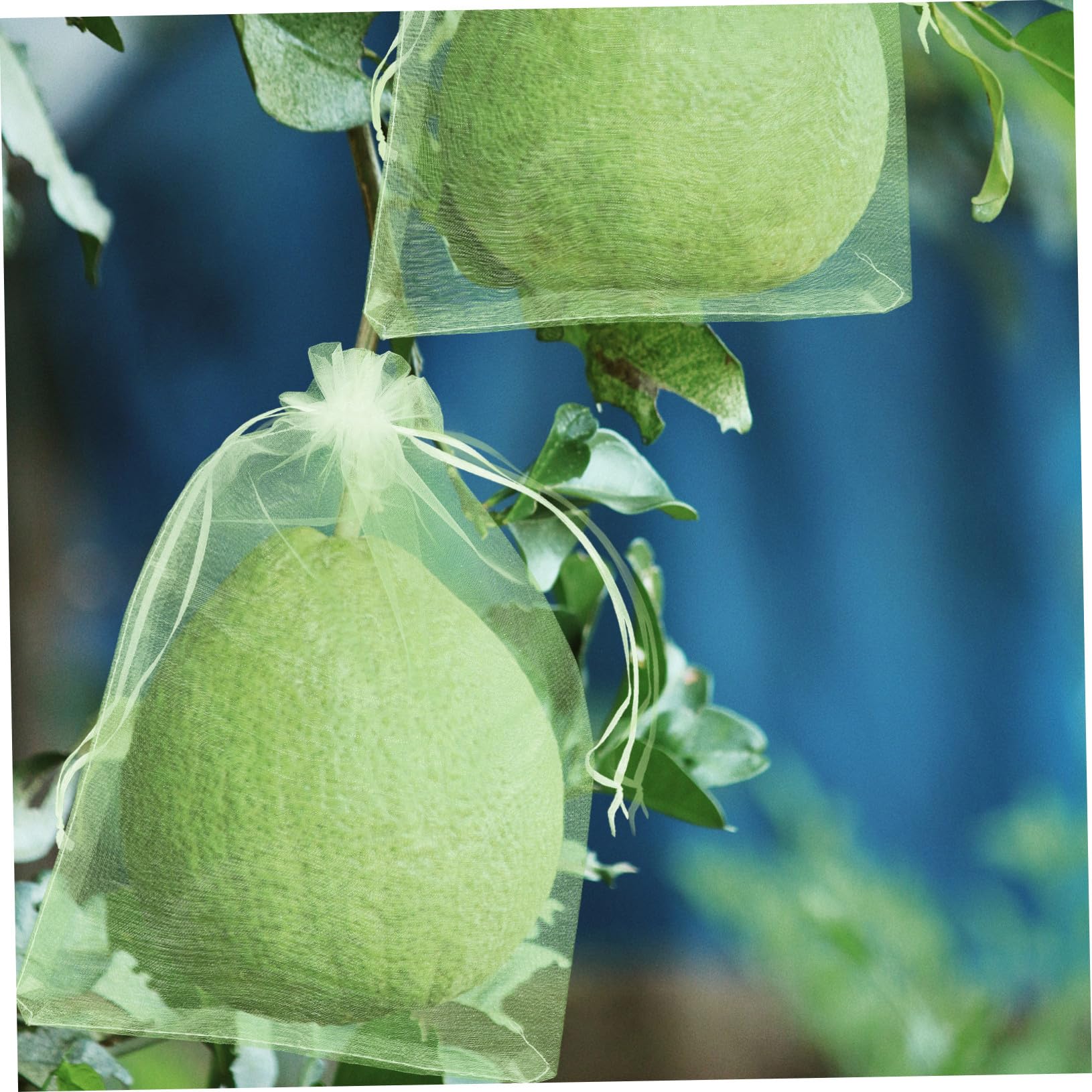 Red de Protección para Fruta Cordón, 100 Unidades Verde | Poliéster Organza, Diseño Cierre Ajustable, para Cultivo de Tomates y Fresas