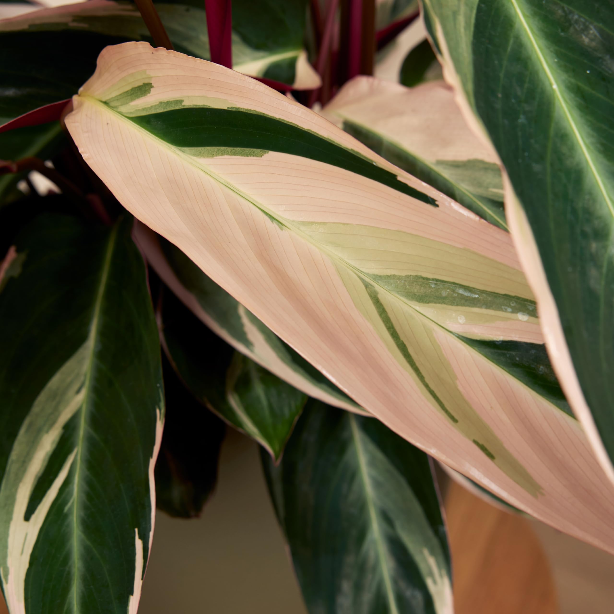 Bloomique - Juego de 2 - Calathea Triostar - Planta Pavo Real - Plantas de Interior - Purifica el Aire - Apto para Mascotas - 40-60 cm de Altura - Maceta de 19 cm