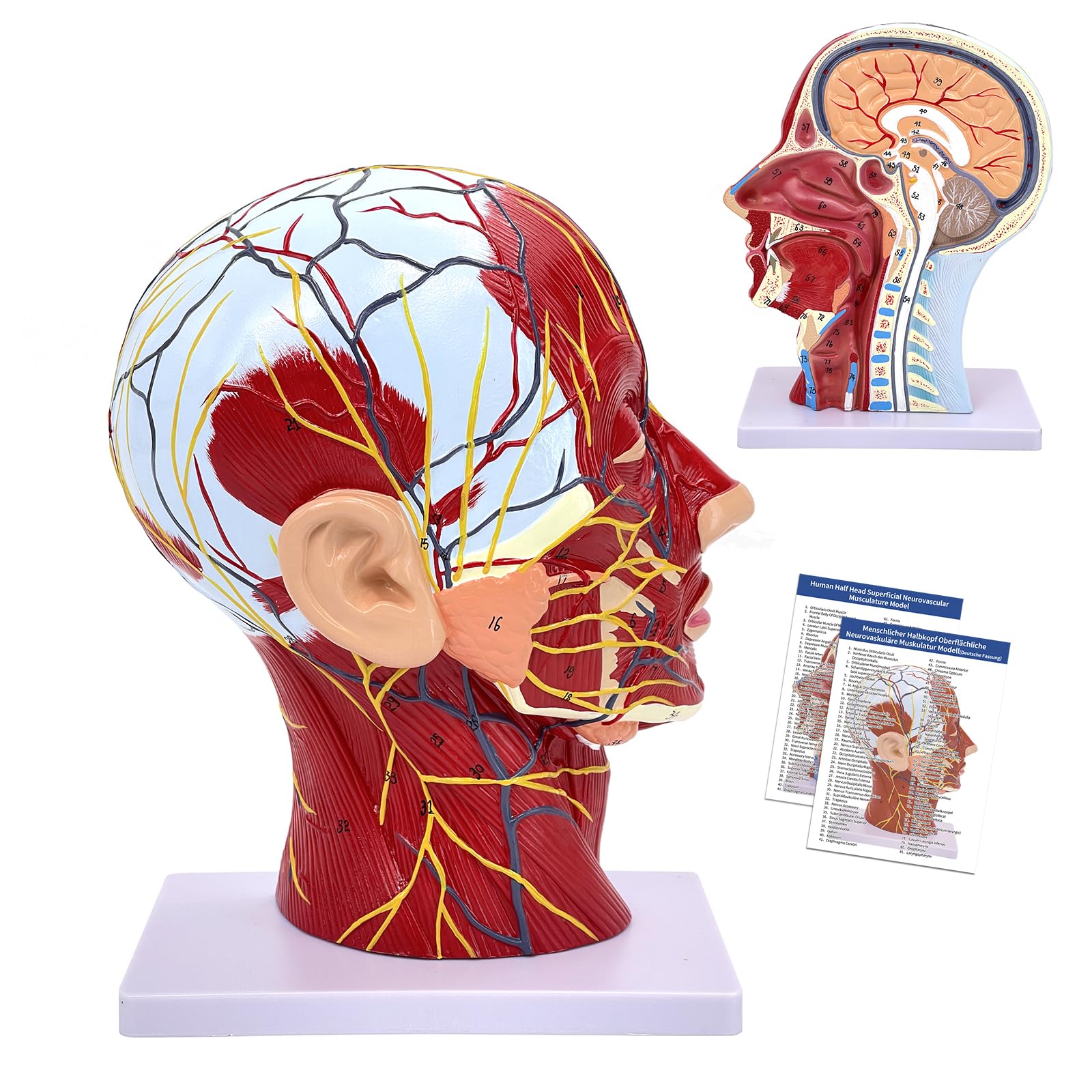 Menschlicher Halber Kopf, Oberflächliches Neurovaskuläres Modell mit Muskulatur, Lebensgroßes Anatomisches Kopfmodell, Schädel & Gehirn Für Medizinischen Unterricht (Menschlicher Halber Kopf)