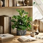 Der Rose 15.7" Artificial Plants for Decor Indoor Money Leaf Fake Plant in Pot for Desk Shelf Office Bedroom Apartment Decor