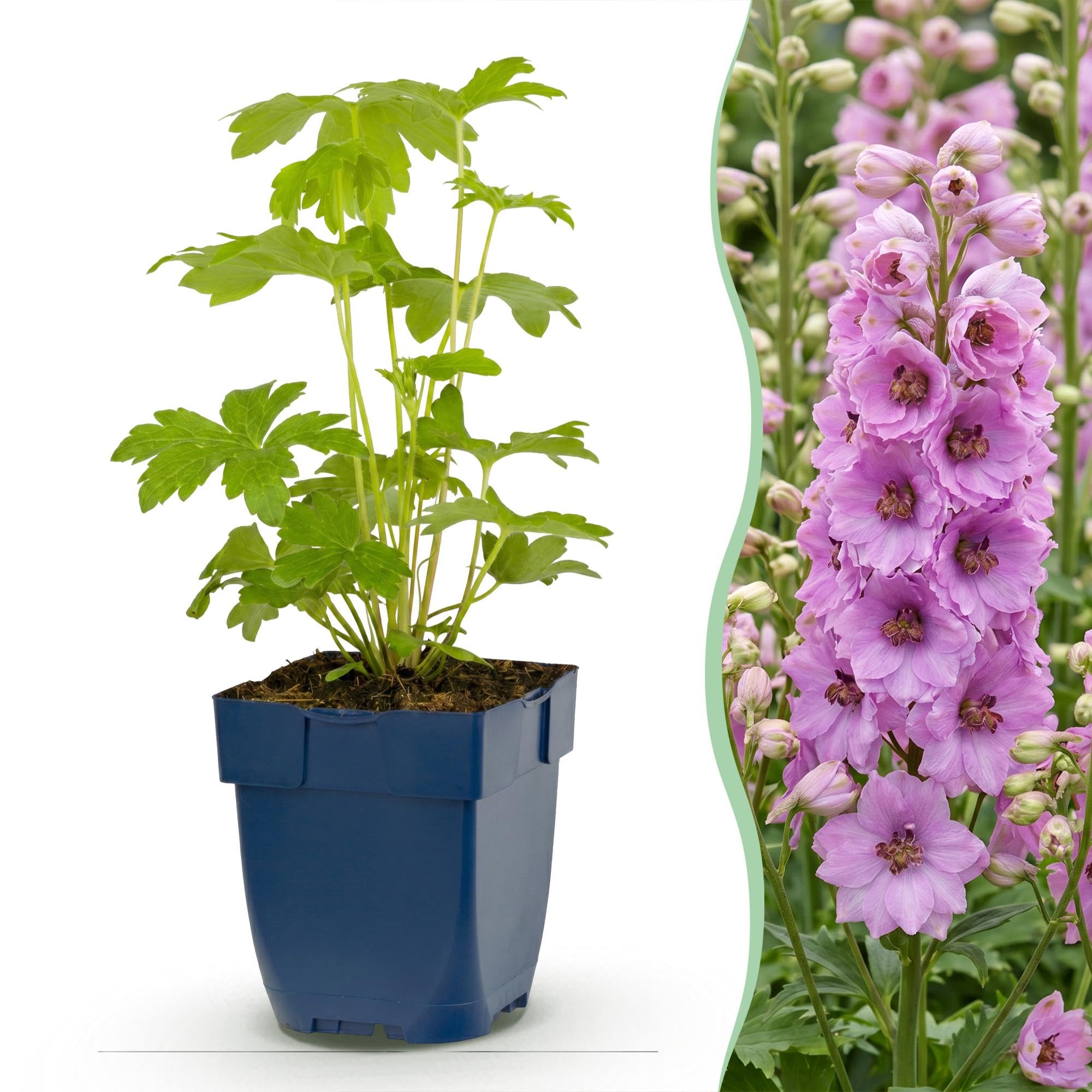 Delphinium Astolat Piante Perenni, per Giardino, Rosa, Set di 3