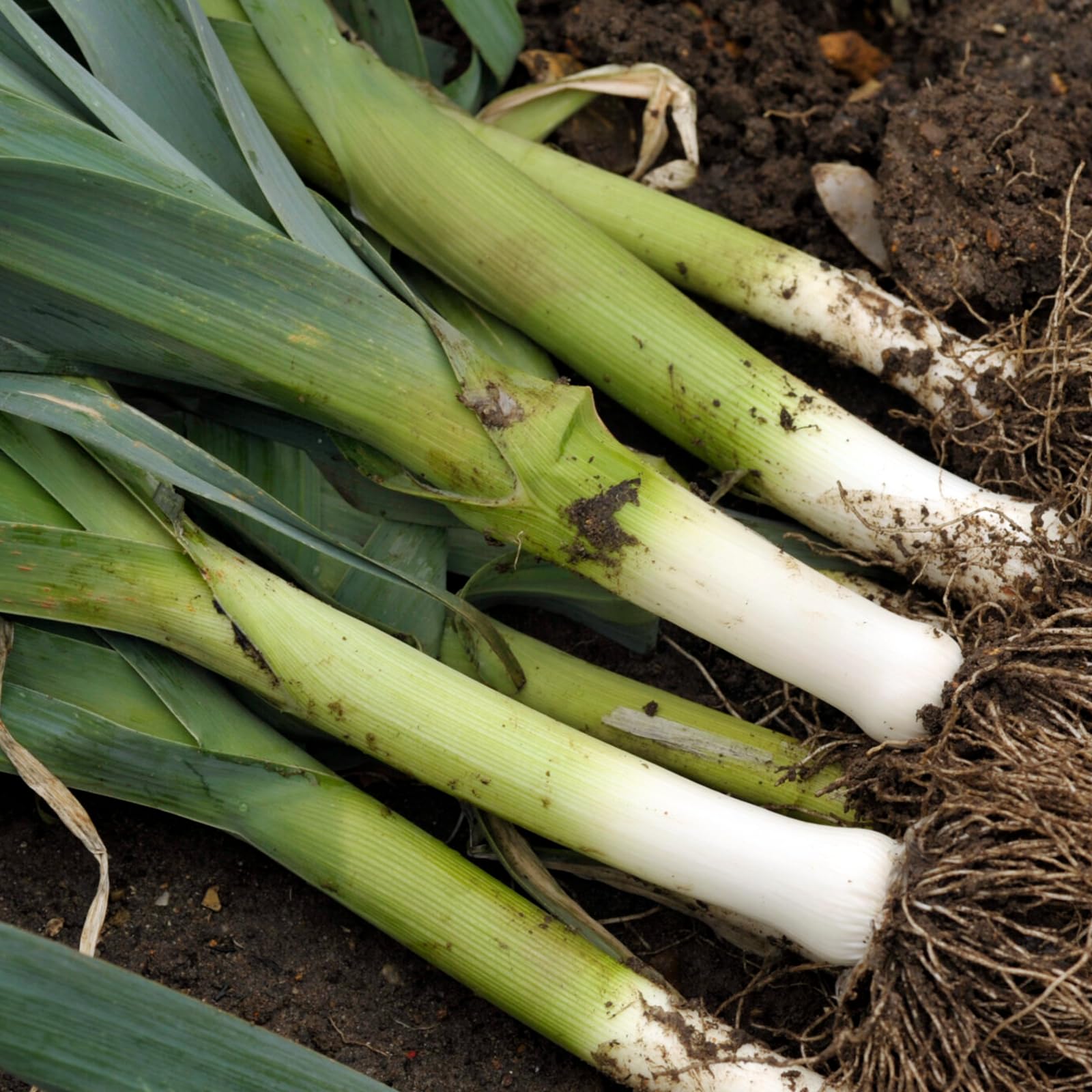 Carbeth Plants 2X Leek Musselburgh 6 Pack Vegetables Plants