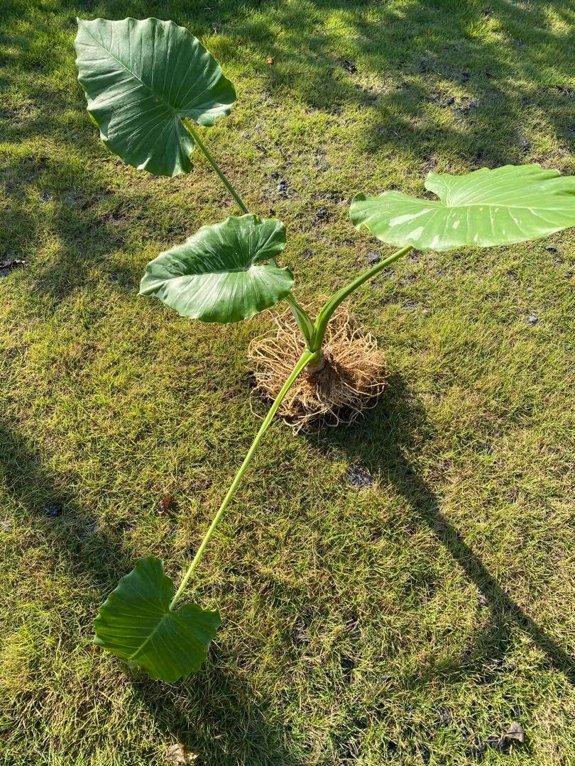 茎太！斑入りクワズイモ ！抜き苗＆約100cm 大型 茎直径7〜8cm