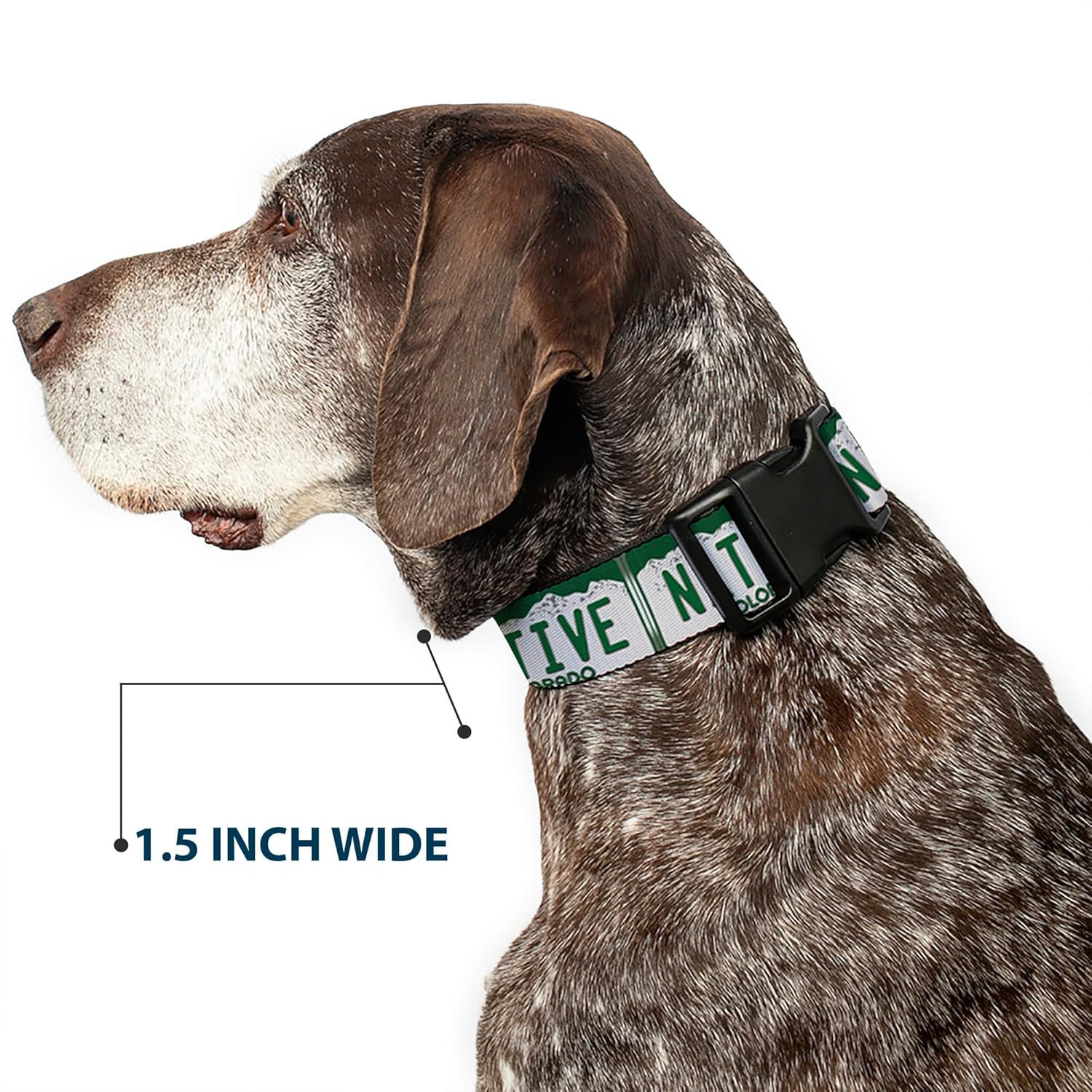 Buckle-Down Plastic Clip Collar - Colorado License Plate NATIVE - 1.5" Wide - Fits 16-23" Neck - Medium