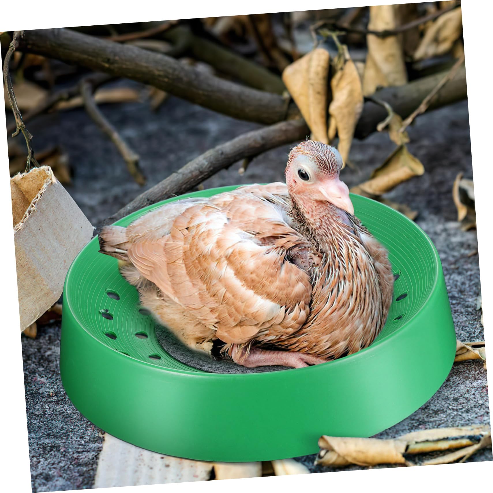 FRCOLOR 10 Piezas Virutas De Pino Birdemia Nido De Gorrión Cajas De Cría De Palomas Cajas Nido De Pollo Caja Nido para Incubar Nido De Pájaro Loro Dónde Cola Larga Gallinero