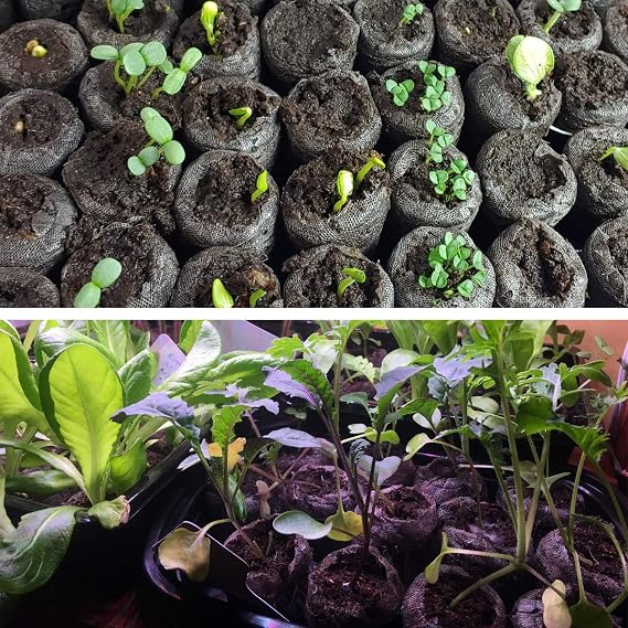 ZeeDix Peat Pellets for Seed Starting, 55 Pcs 30mm Seed Starter Soil Pods