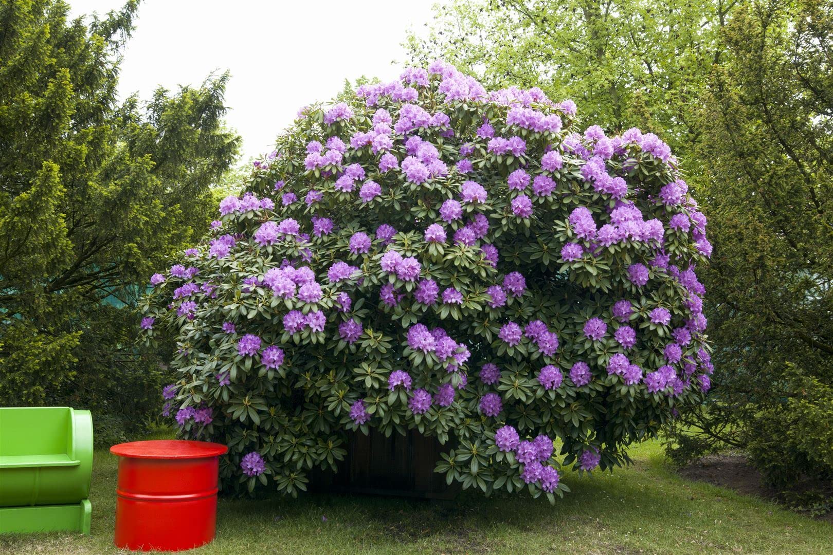 Rhododendron 'Catawbiense Grandiflorum' 80-90 cm - Rhododendron, lila  Blten, Bltezeit Mai-Juni, ideal fr Halbschatten, winterhart,  pflegeleicht : Amazon.de: Garten
