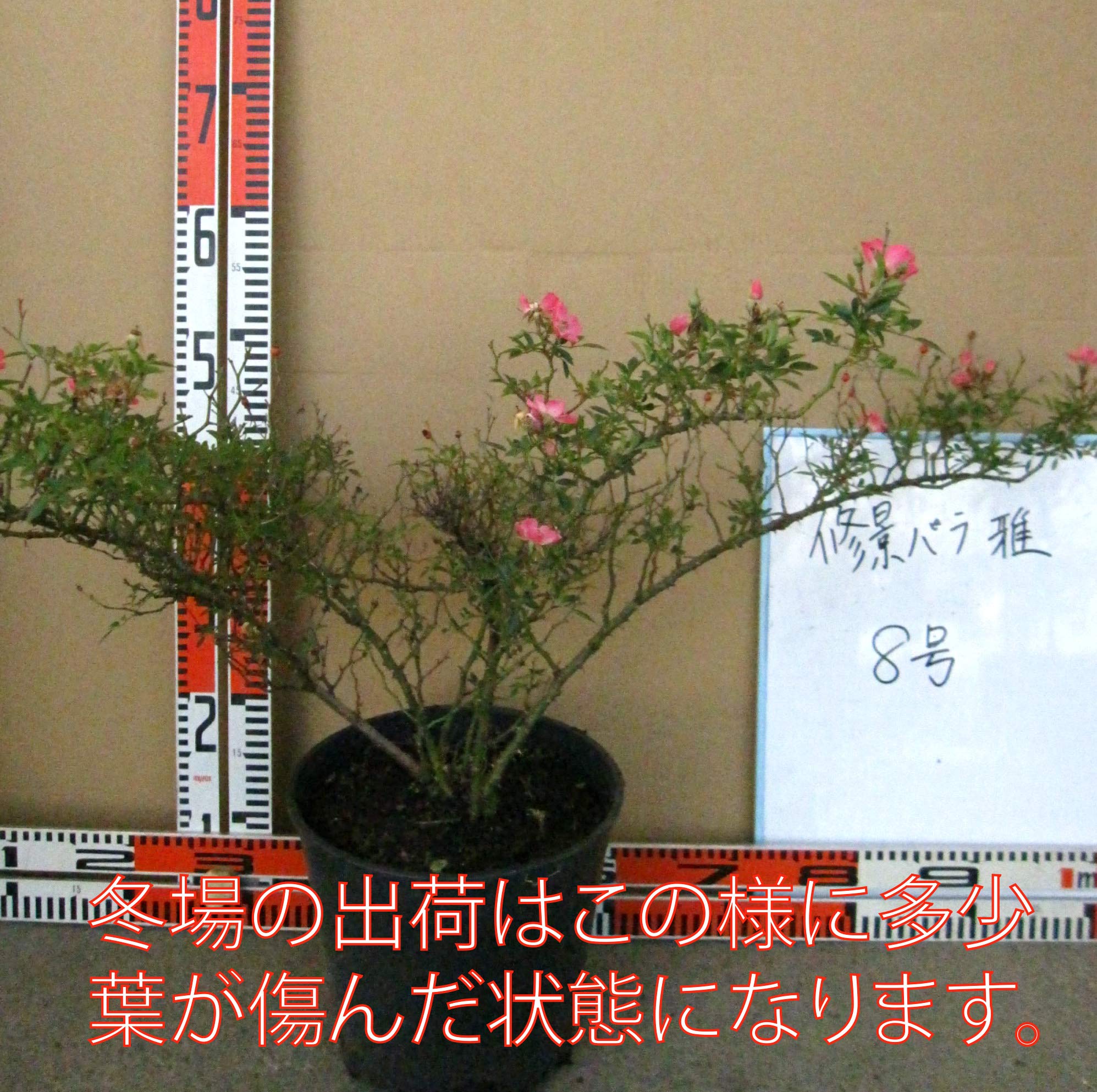 Amazon.co.jp: ITANSE 修景バラ 雅（みやび）庭園向き/管理が楽 