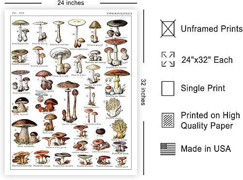Miniatura 577 de Poster Master Póster vintage de orquídea, estampado de flores retro, arte de pared de plantas exóticas, arte botánico, regalo para hombres y