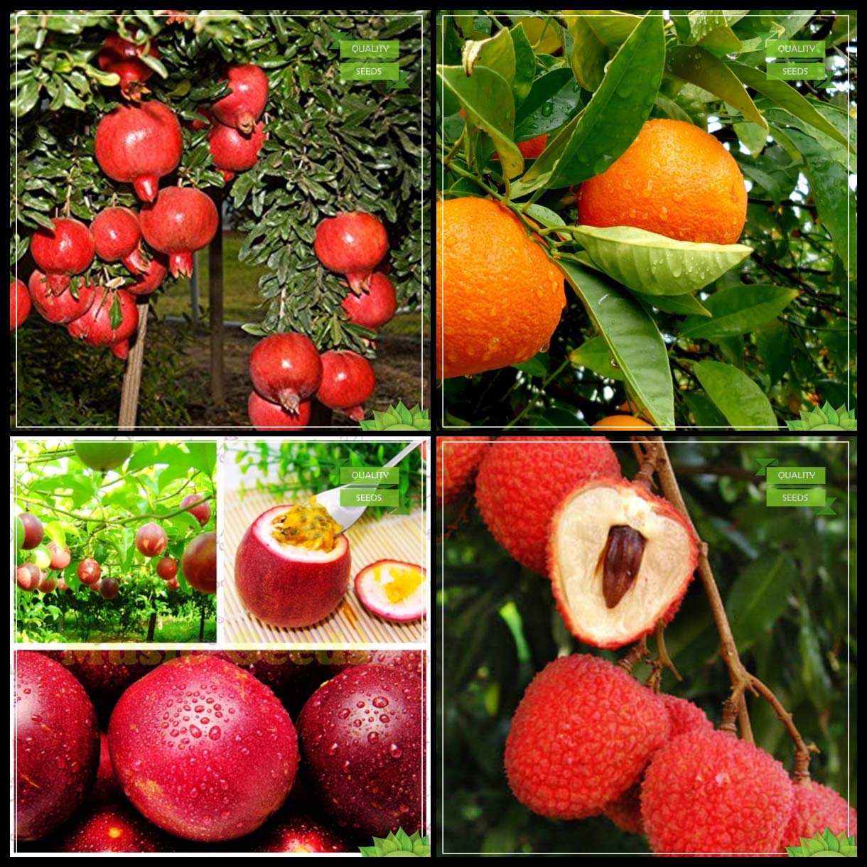 Creative Farmer Plants Seeds Combo Fruit : Pomagranate Dwarf, Orange, Passion Fruit - Violet, Litchi Tree Seeds Fruit Seeds For Home Garden (B07HTVKKGK) Amazon Price History, Amazon Price Tracker