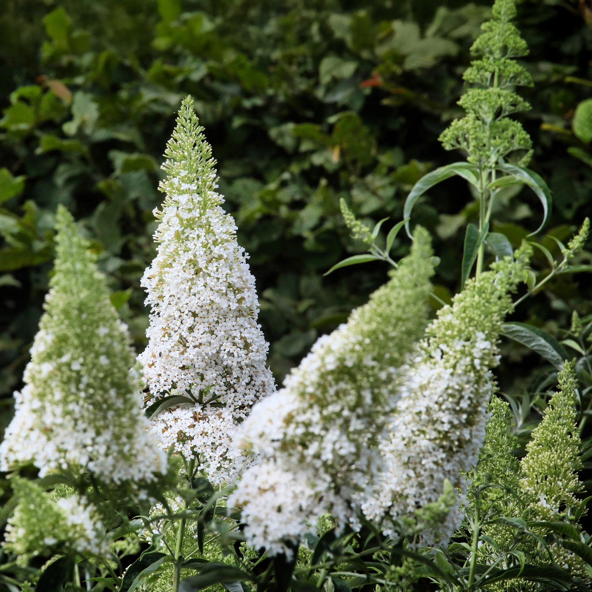 Buddleja davidii White Profusion Arbre à papillons Fleurs Blanches Pot 17cm Hauteur 25cm