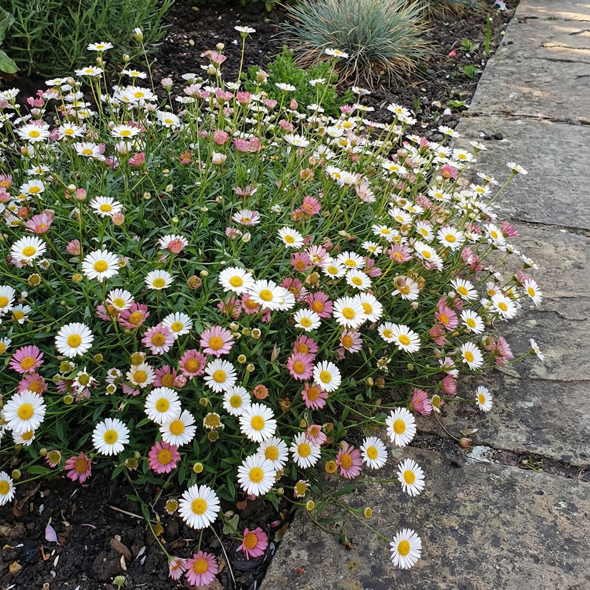 Bloomique - 6er - Set - Erigeron karvinskianus - Mauer - Berufkraut - Reichblühend - Winterhart - Mehrjährig - Höhe 10-20 cm - Topf 9 cm