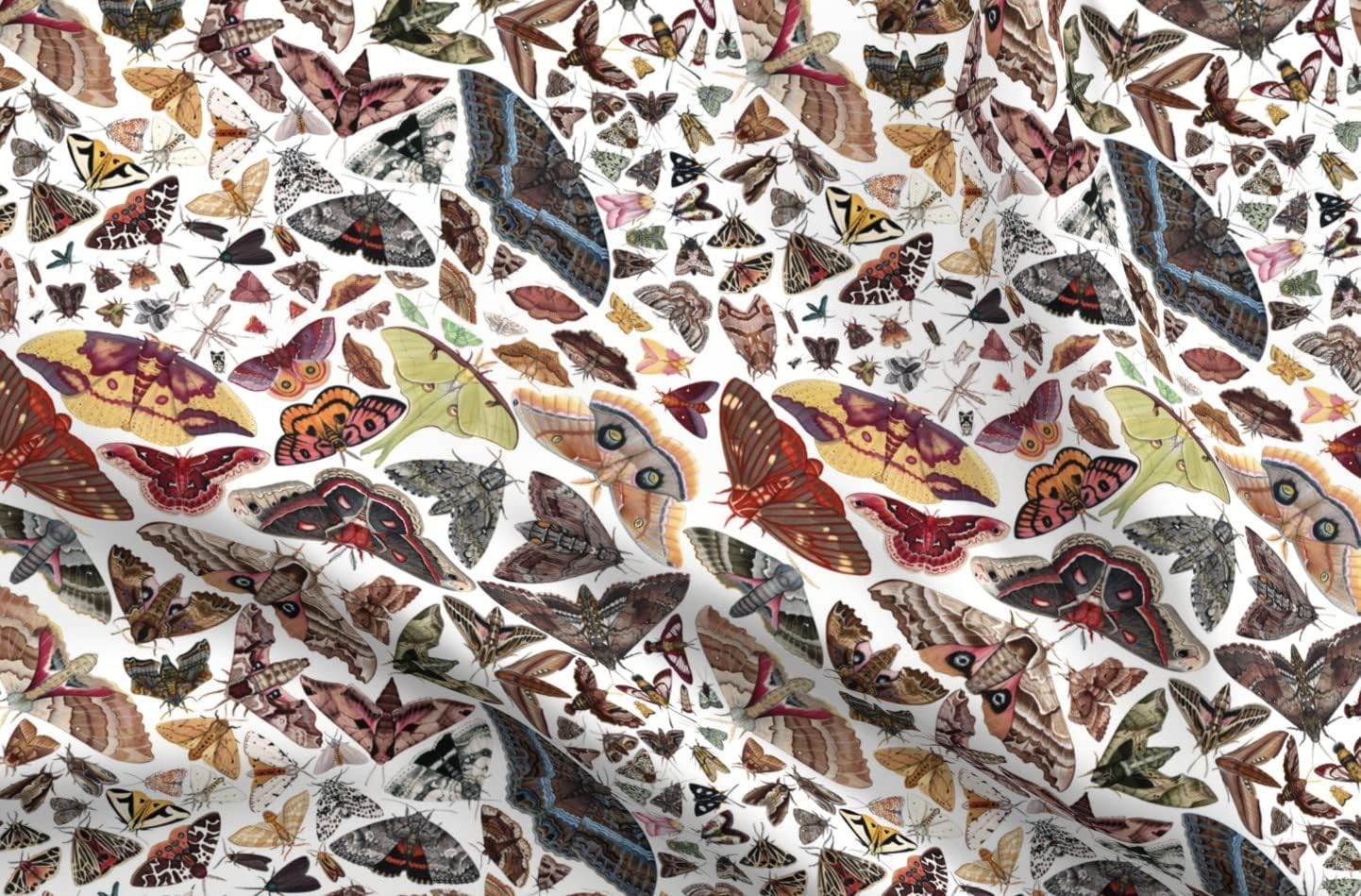Spoonflower Fabric - Moths North America Moth Butterfly Bug Insect Science Entomology Printed on Upholstery Velvet Fabric Fat Quarter - Upholstery Home Decor Bottomweight Apparel