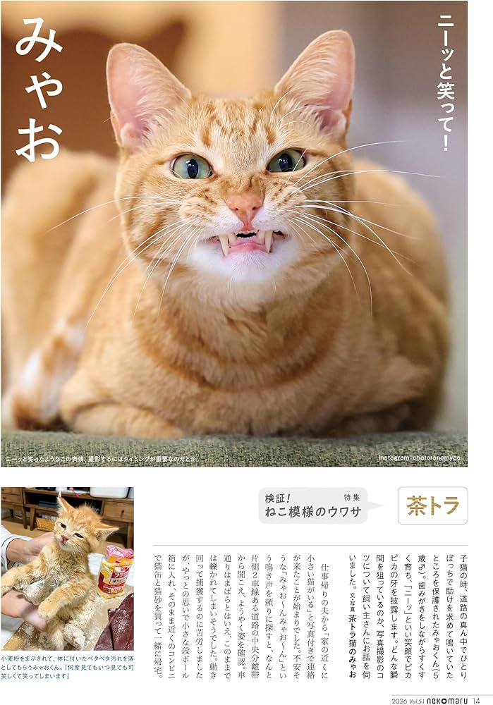 特別付録：2026カレンダー】ネコまる 2026年冬春号 vol.51