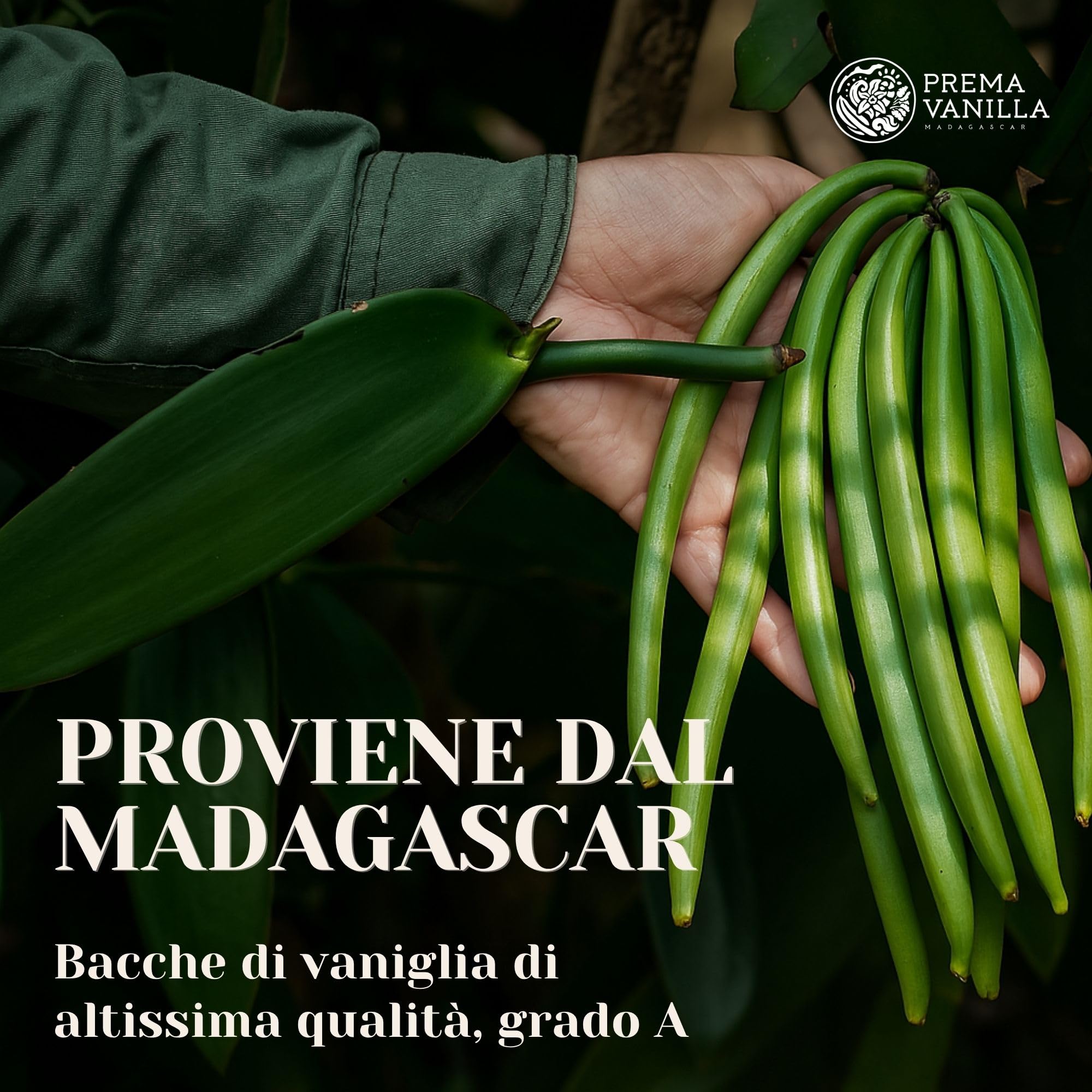 PREMA VANILLA Baccelli di Vaniglia del Madagascar, Vaniglia Bourbon di Grado A per la Preparazione di Estratto, Ideale per Cucina e Pasticceria, Confezione da 5 Baccelli