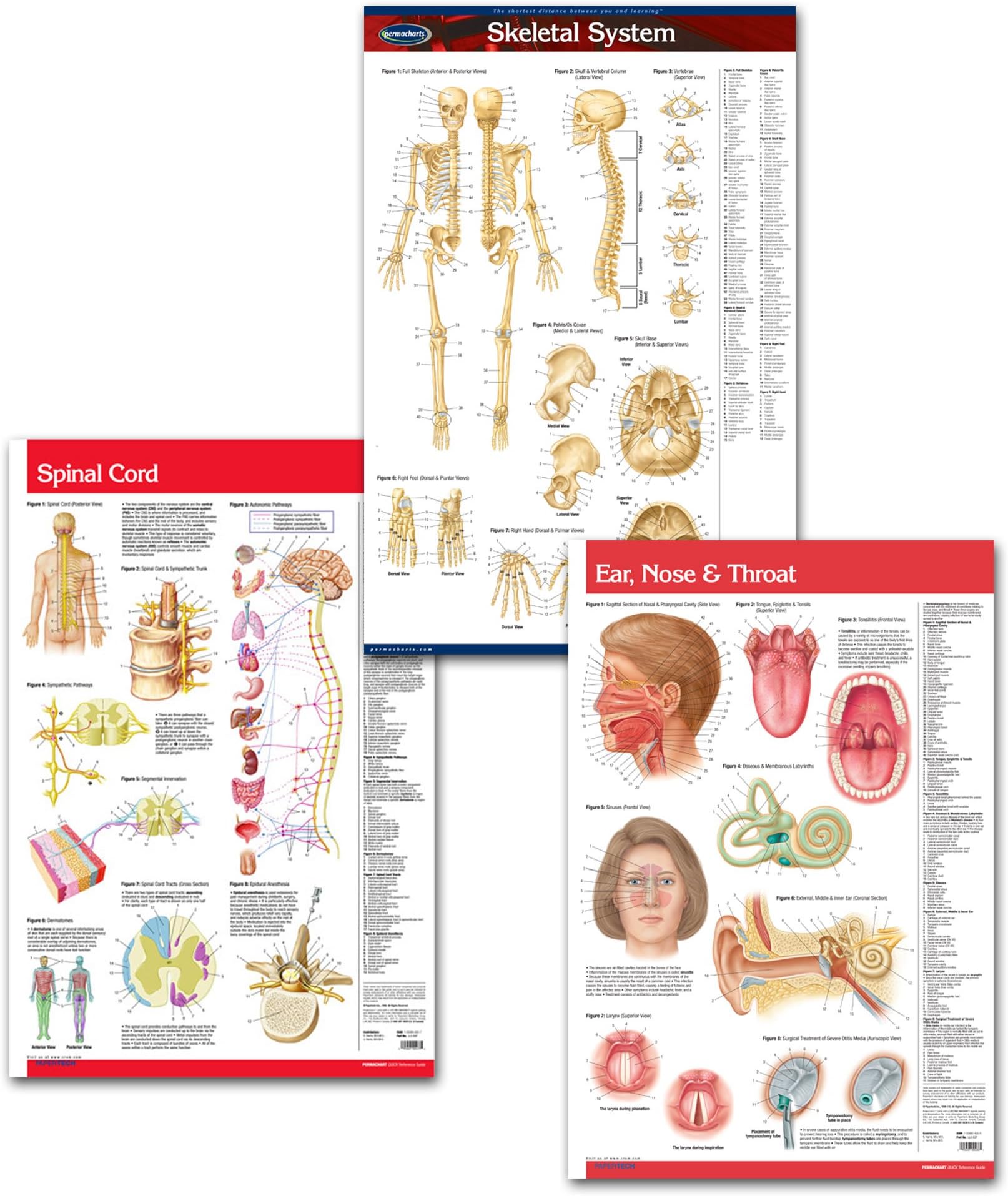 Permacharts Medical Doctors Office Wall Art Bundle - 3 laminated 24" x 36" Anatomy Posters - Skeletal System poster, Spinal Cord poster and Ear, Nose and Throat poster